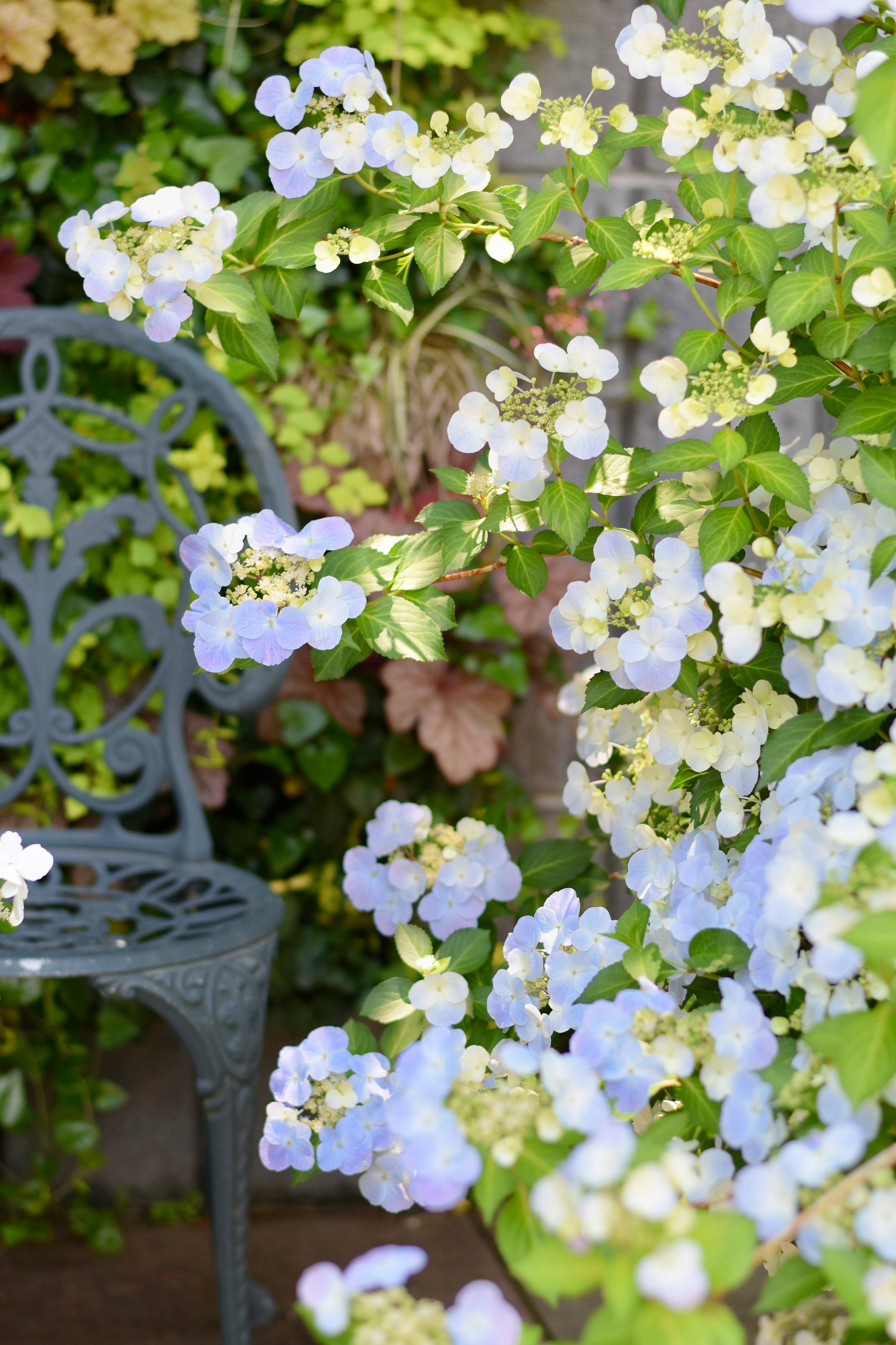 紫陽花の花と緑の葉が咲く庭先の風景