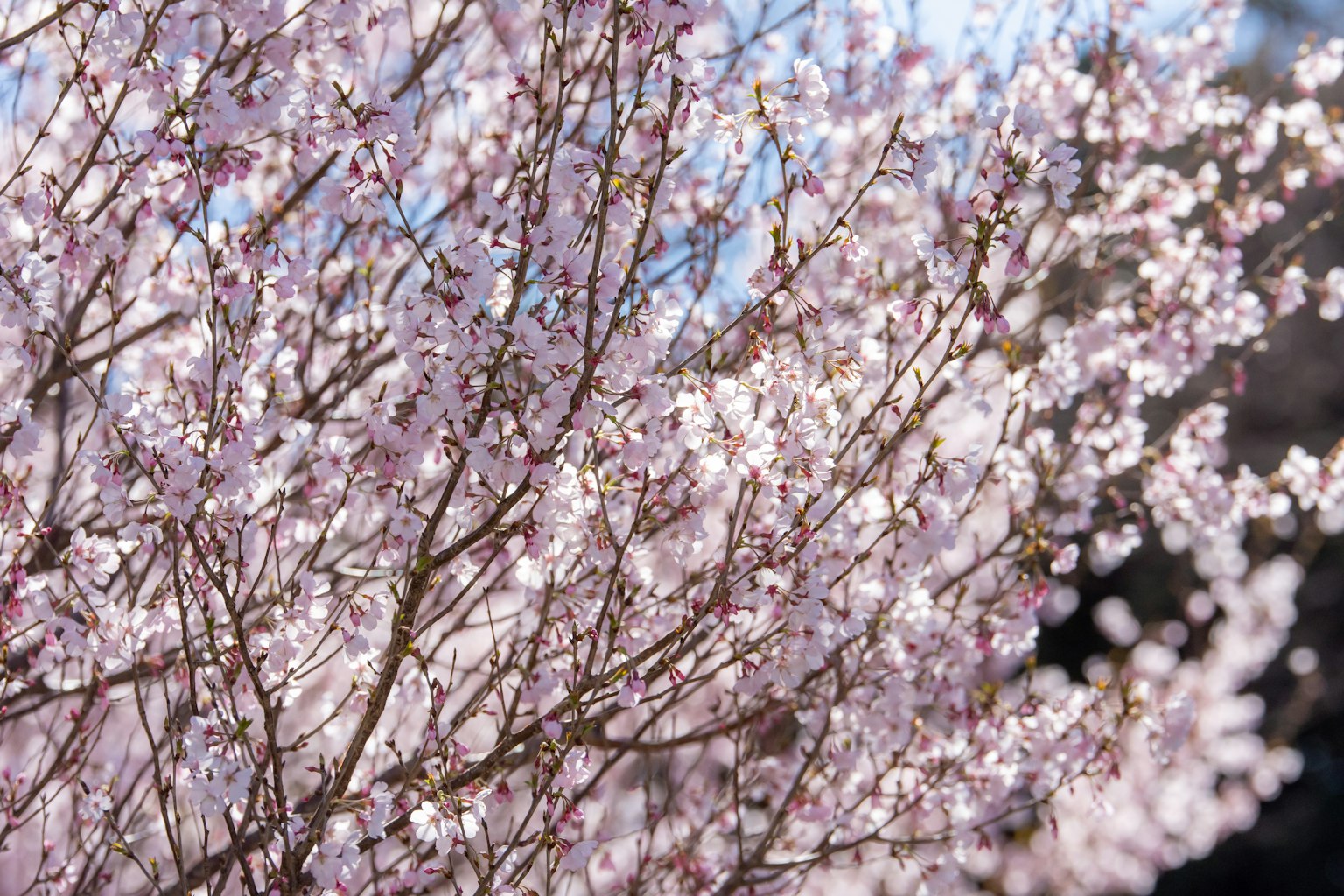 Gros plan d'un cerisier en fleurs