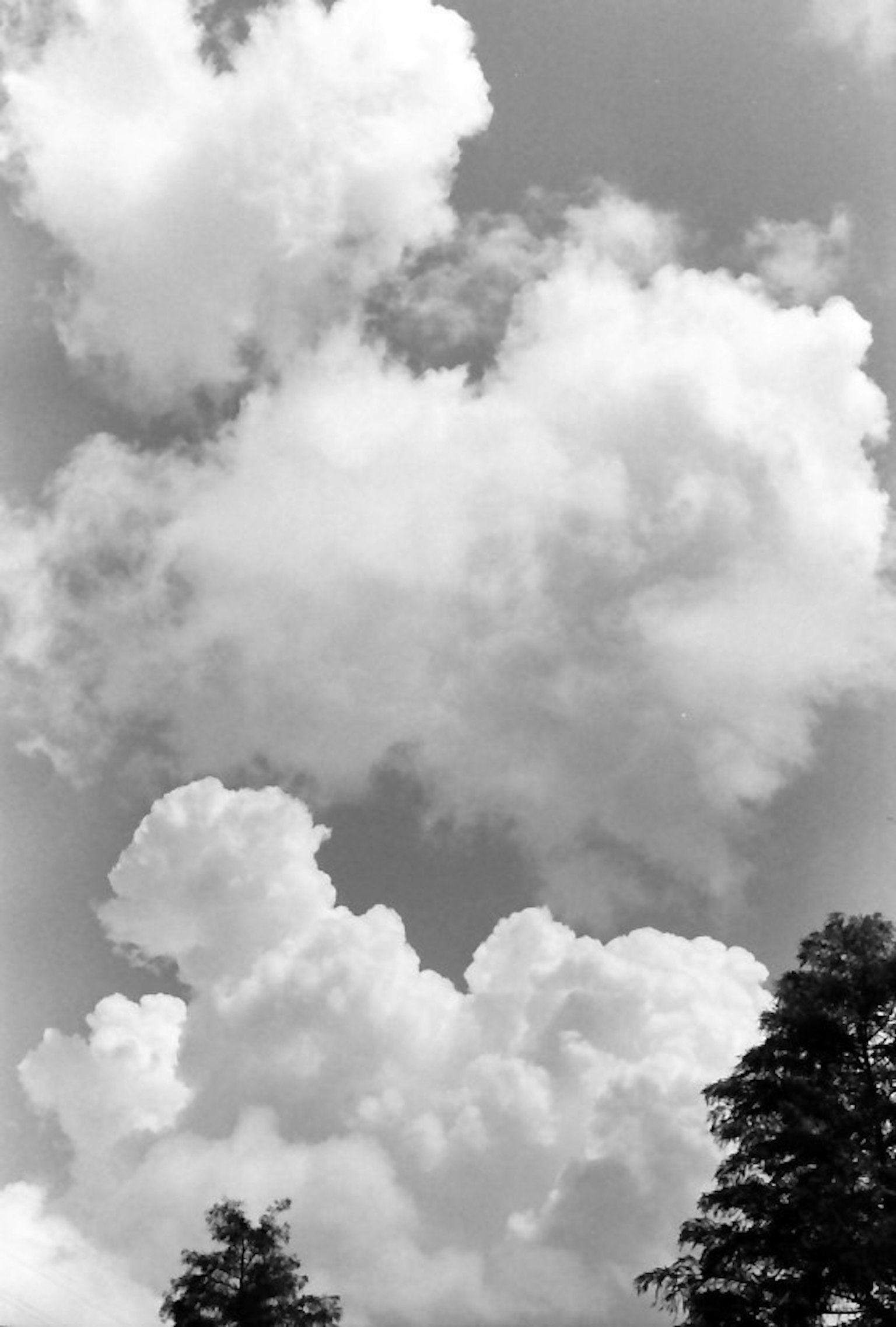 Nuvole in bianco e nero che riempiono il cielo con sagome di alberi