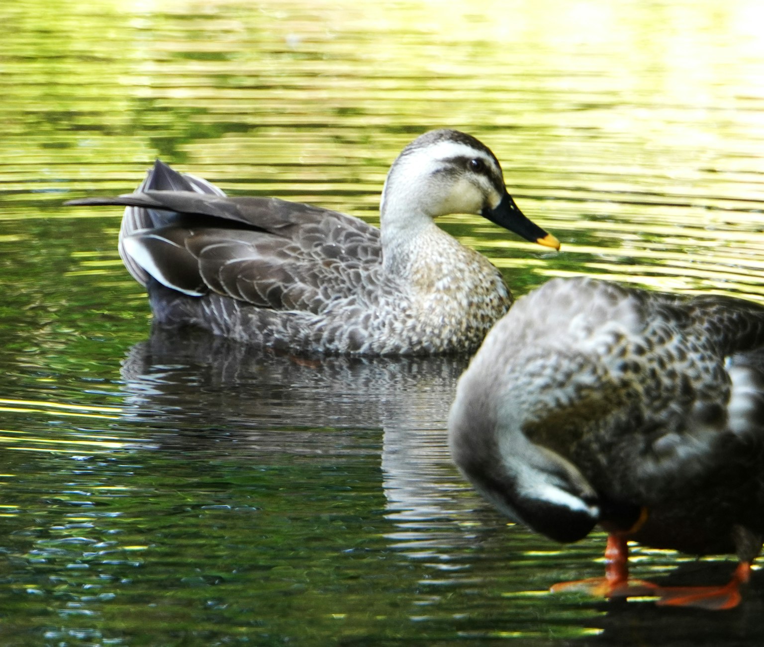 Zwei Enten schwimmen auf einer ruhigen Wasseroberfläche mit schönen grünen Reflexionen