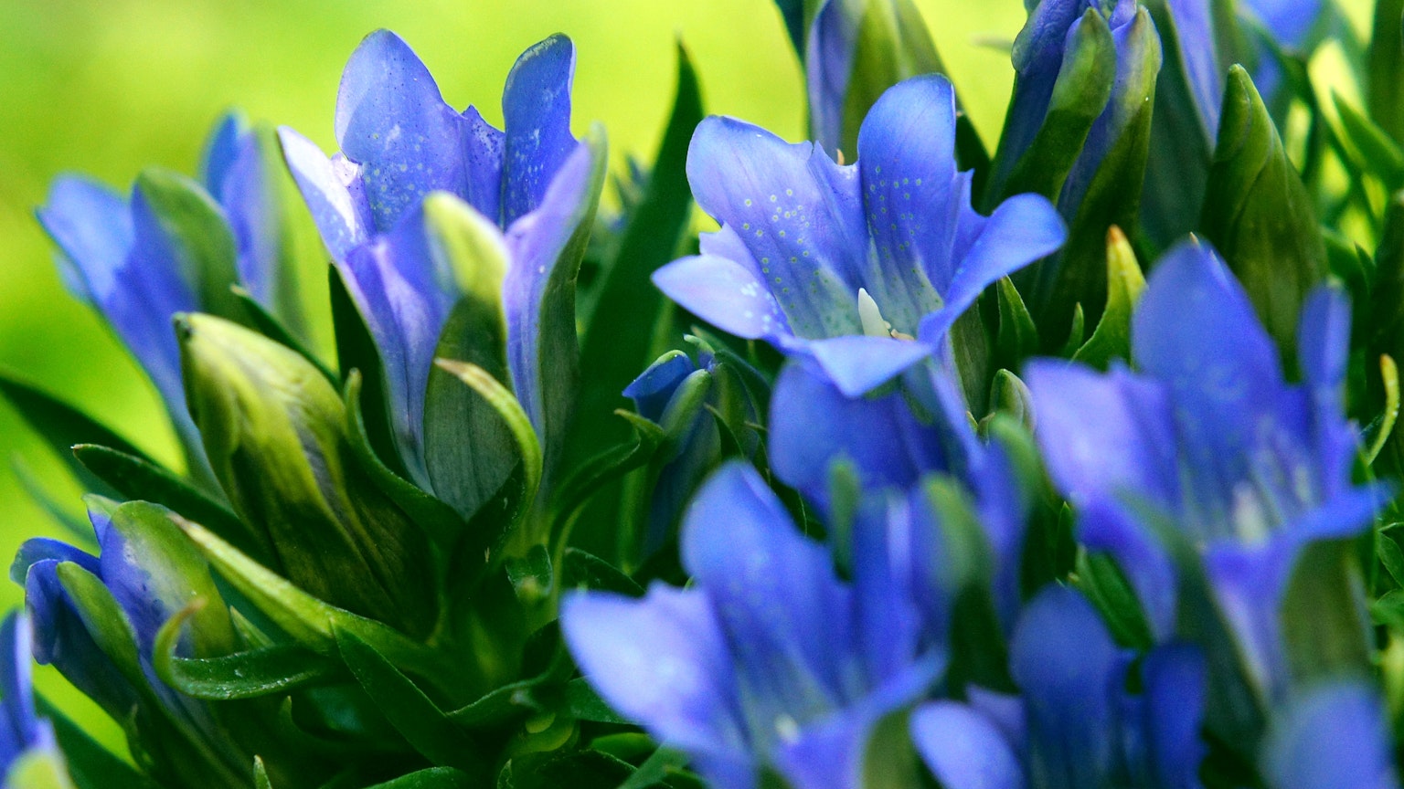 Close-up of vibrant blue flowers blooming on a plant