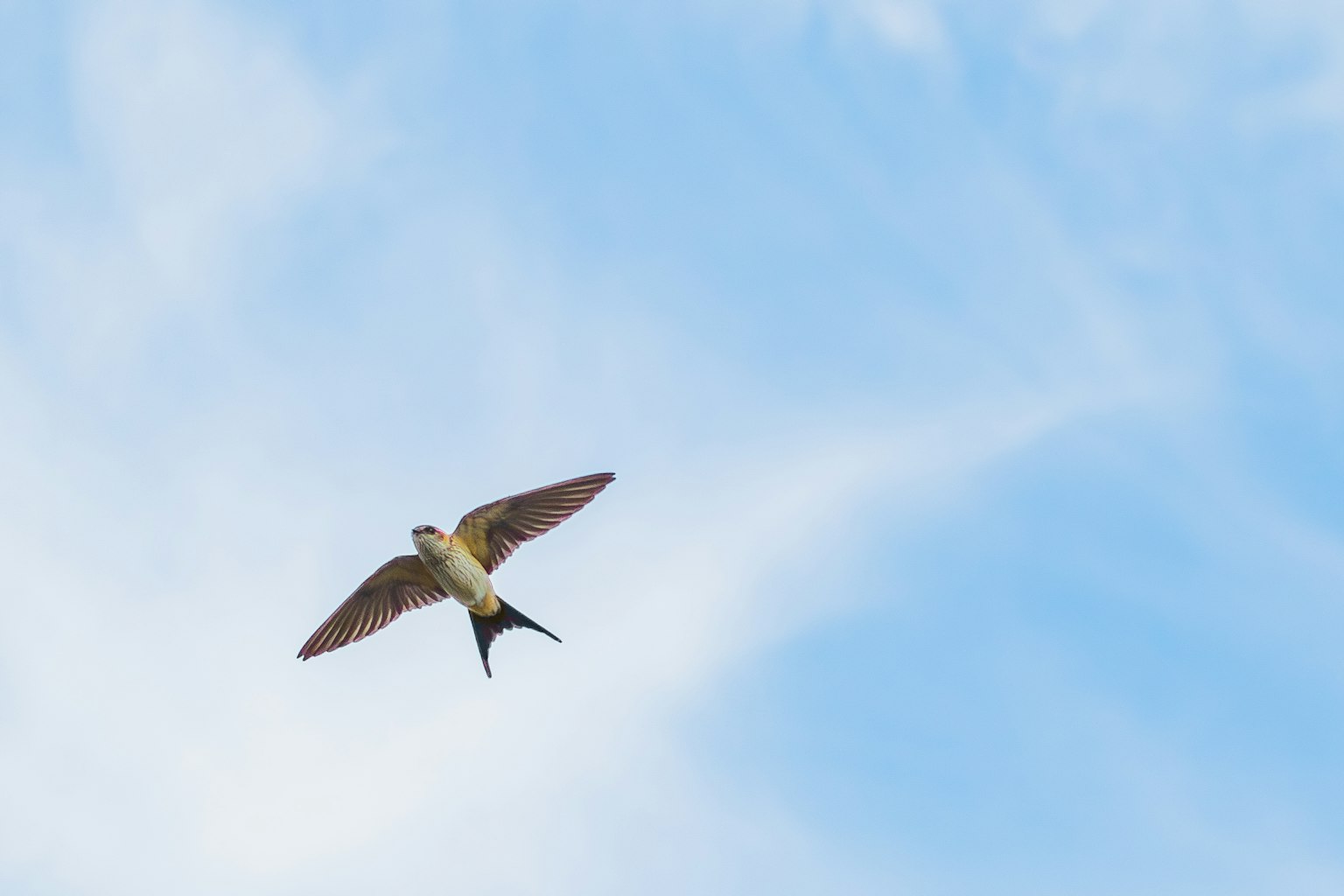 Silhouette eines Vogels, der vor einem blauen Himmel fliegt
