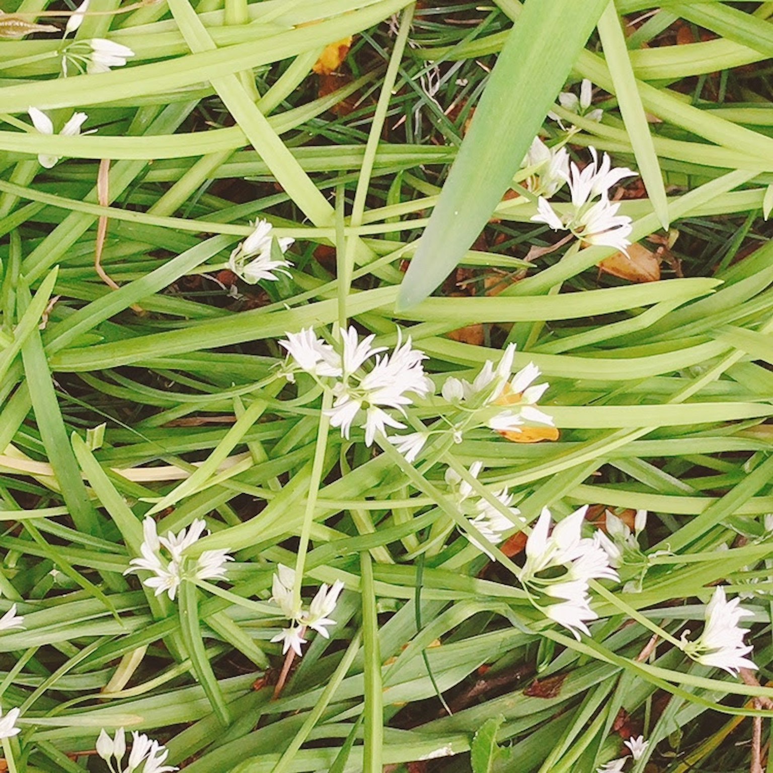 Kleine weiße Blumen blühen im grünen Gras