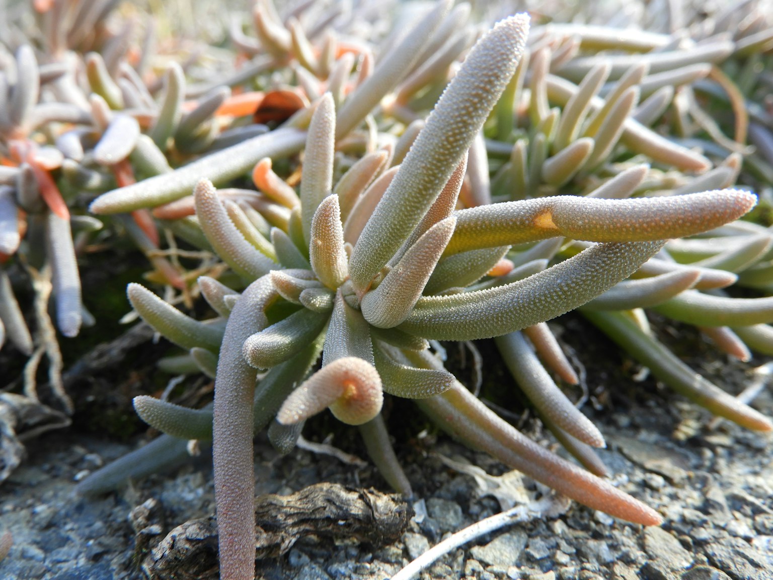 Un gruppo di piante succulente che crescono sul terreno