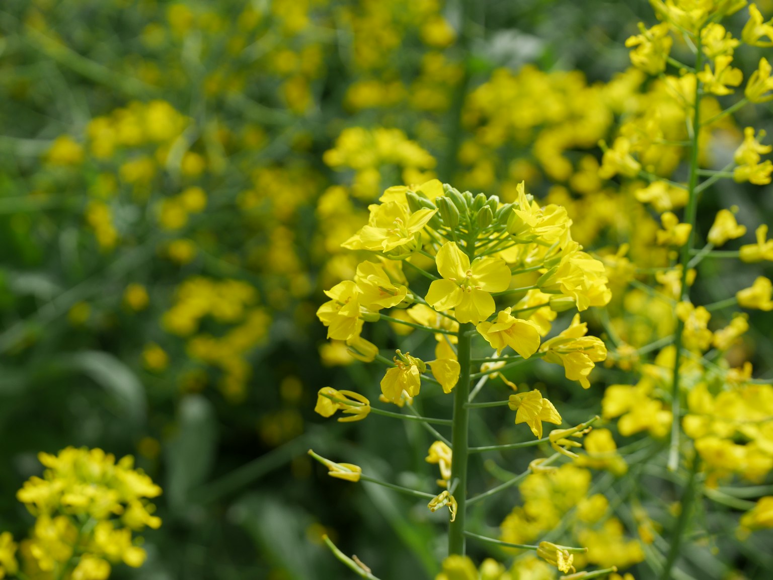 Campo vibrante di piante di colza fiorite gialle