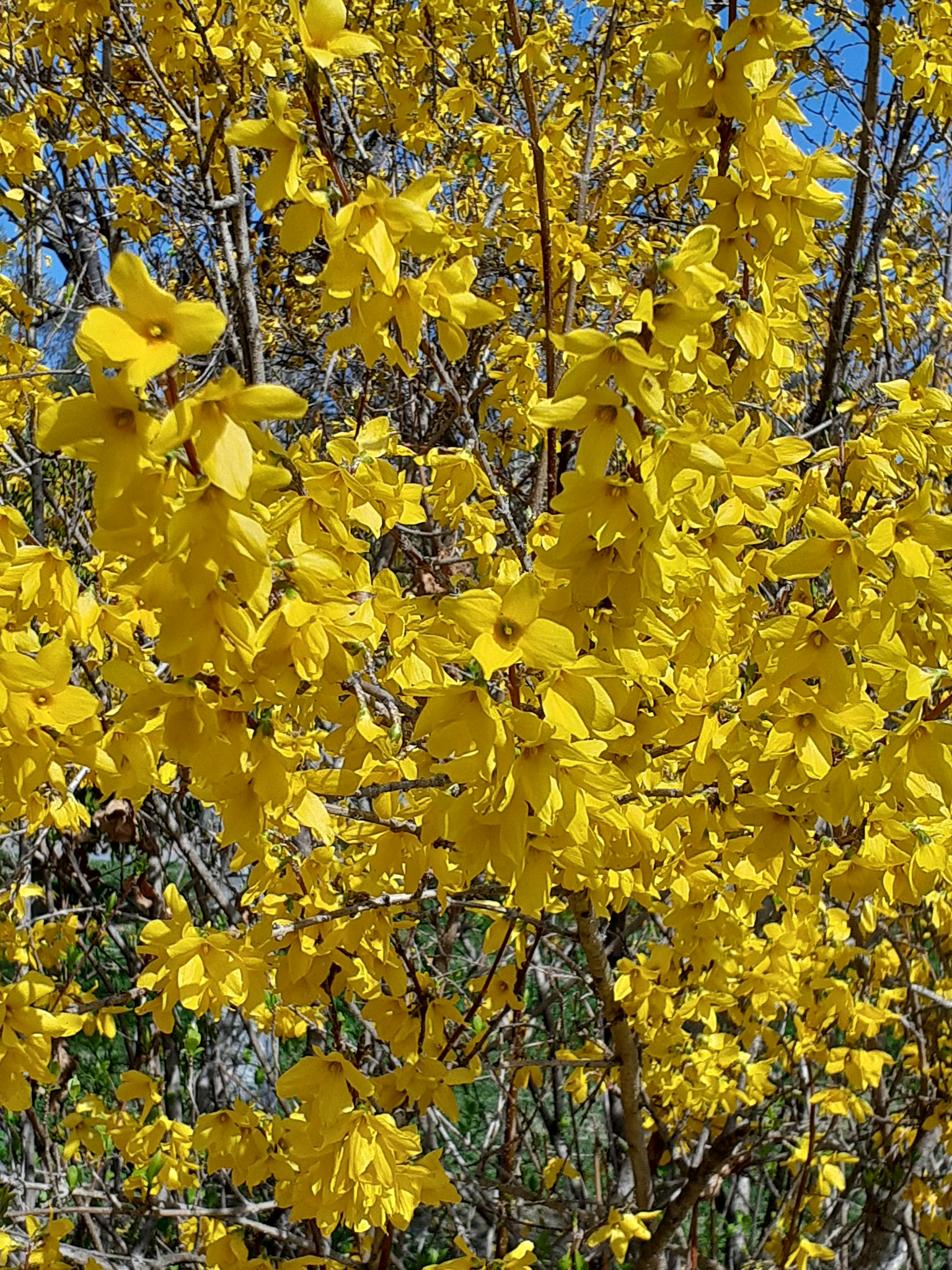 Rami di un albero coperti di fiori gialli vivaci