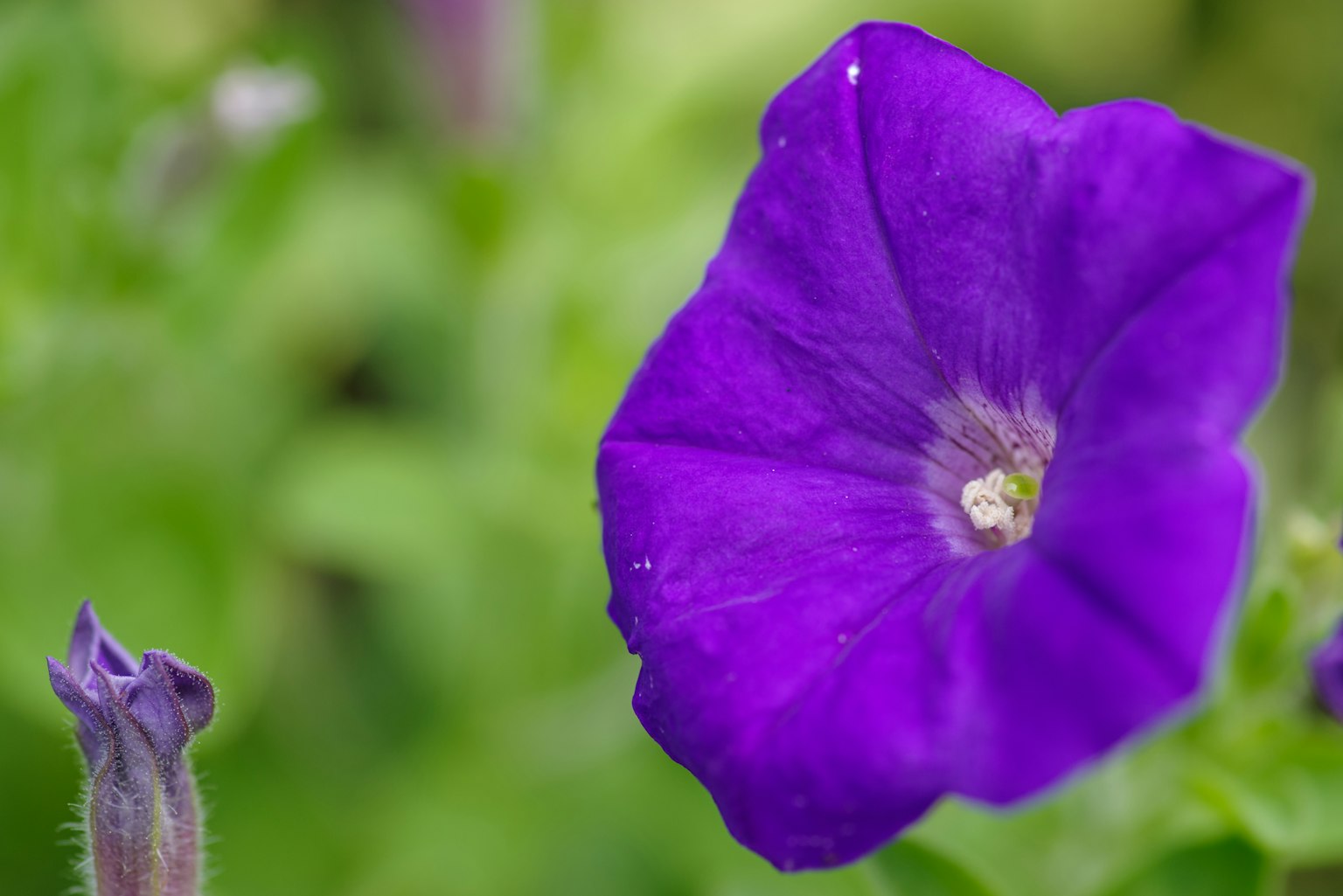 Vibrant purple petunia flower against a green background