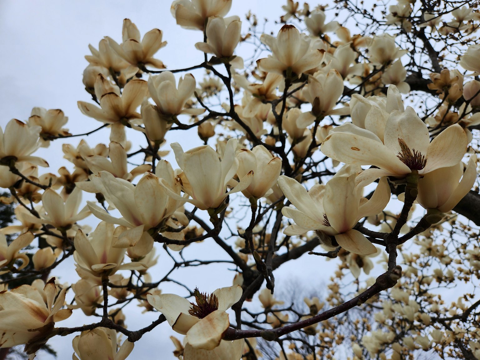 Acercamiento de flores de magnolia amarilla cremosa floreciendo en ramas