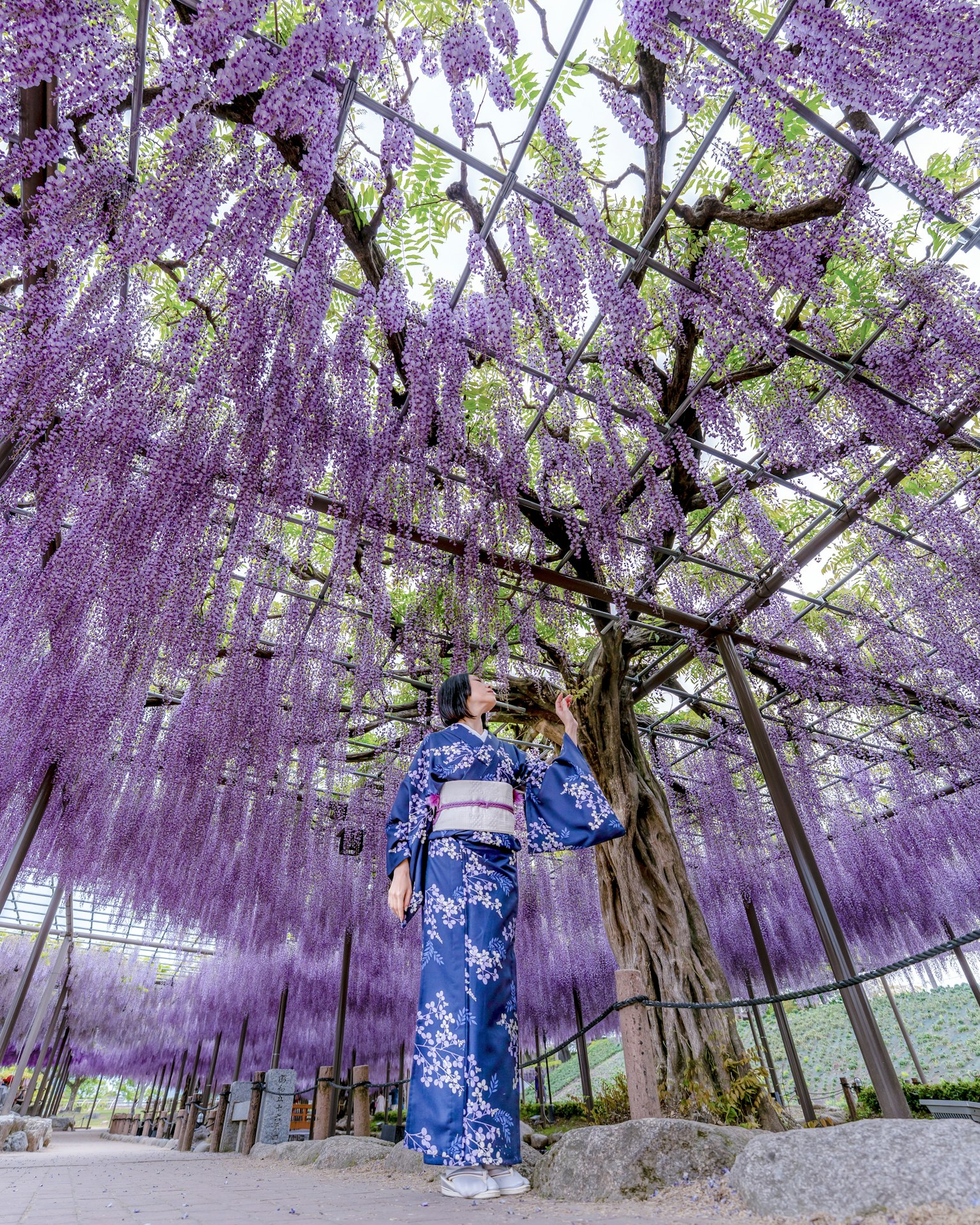 Una donna in kimono che si trova sotto un albero di glicine in piena fioritura