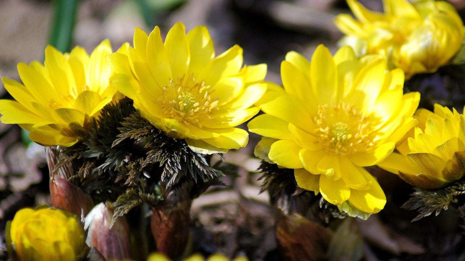 Gelbe Blumen blühen in einer Frühlingslandschaft