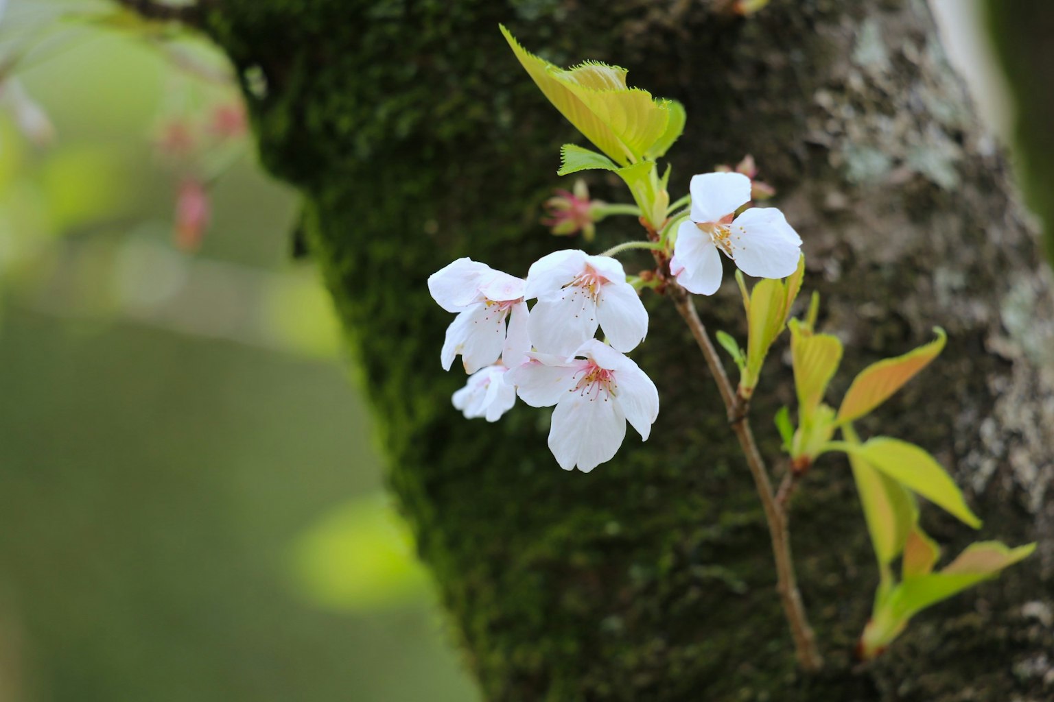樱花与白色花瓣在树干上与绿色叶子盛开