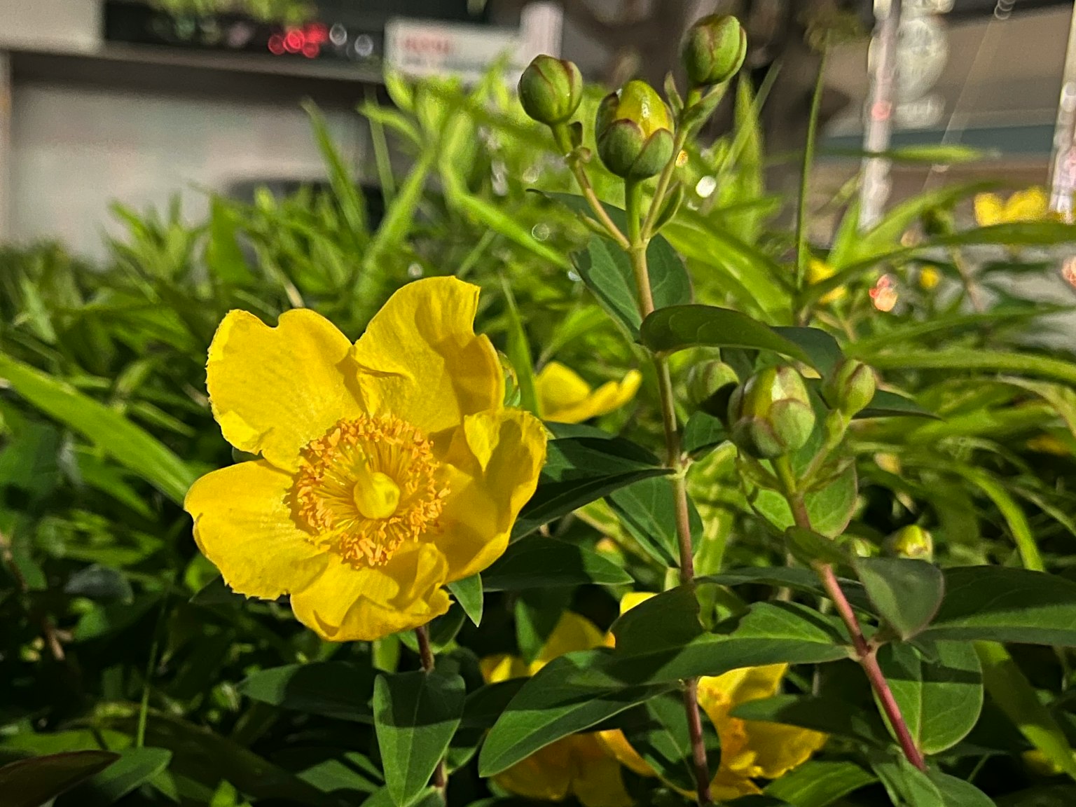Leuchtende gelbe Blume mit grünen Blättern und Knospen