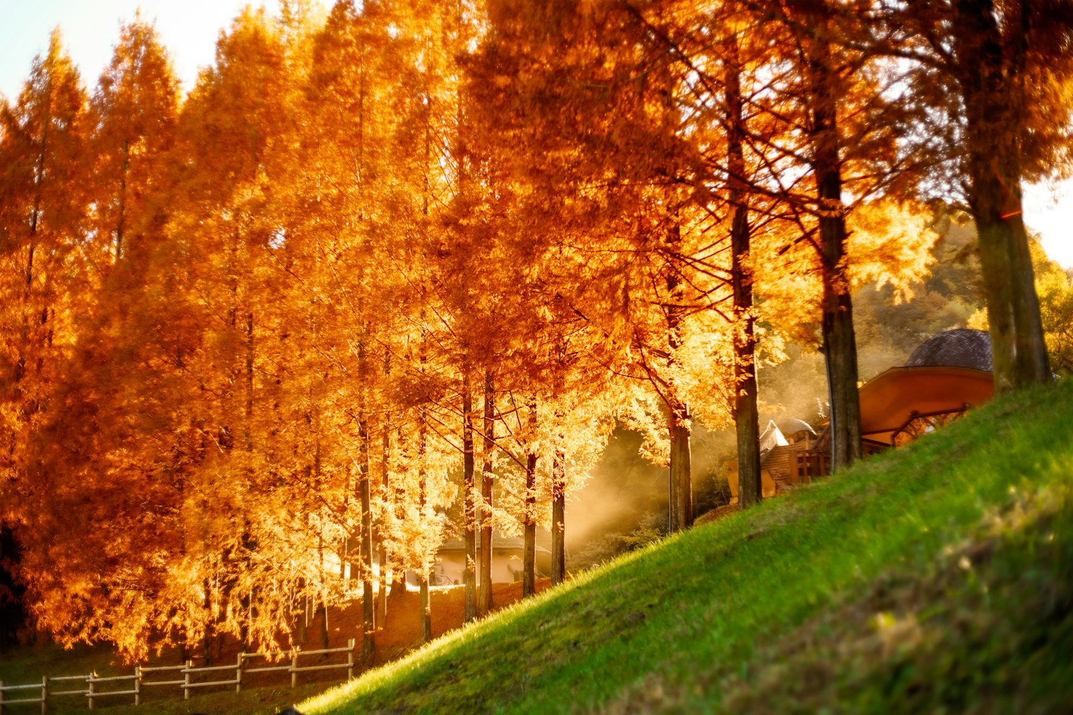 Vista escénica de árboles naranjas de otoño con colina verde