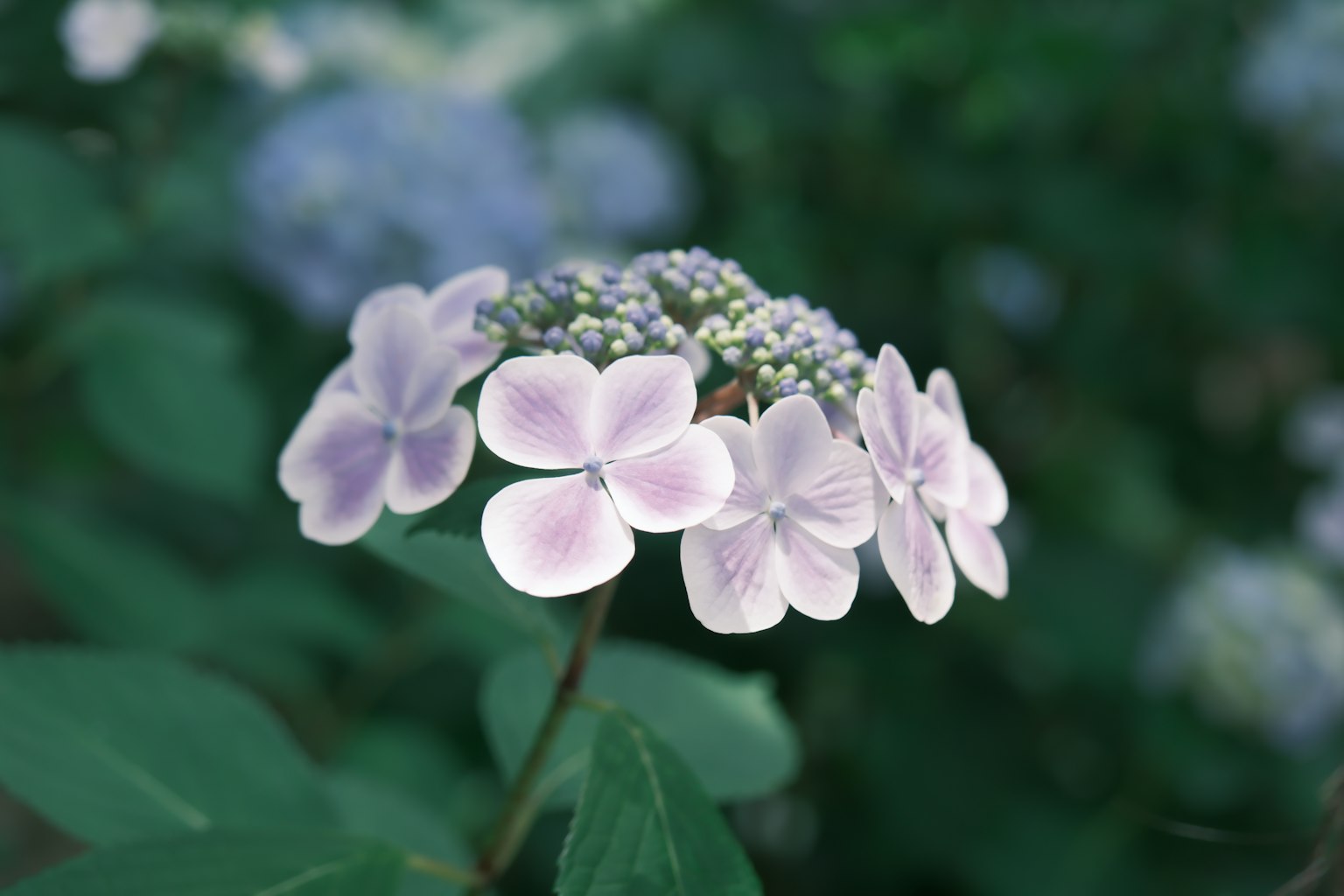 Close-up dari hydrangea dengan bunga ungu muda dan daun hijau