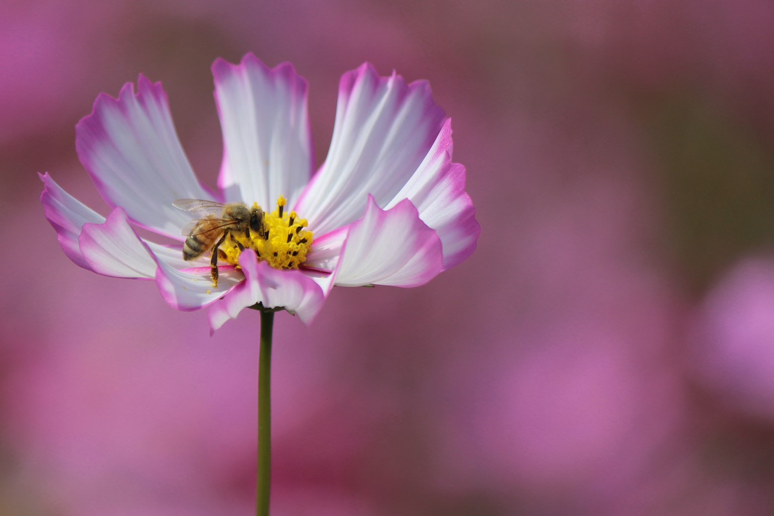 Primer plano de una flor rosa con una abeja recolectando néctar