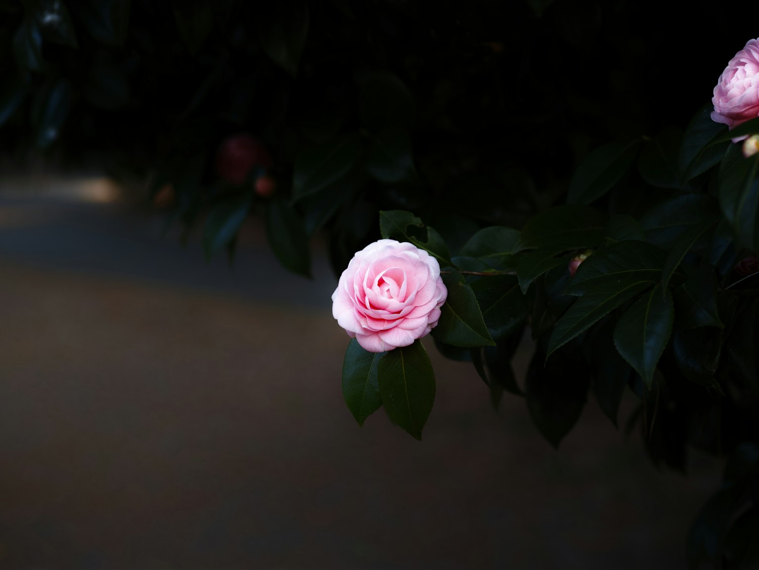 Eine hellrosa Rose umgeben von grünen Blättern