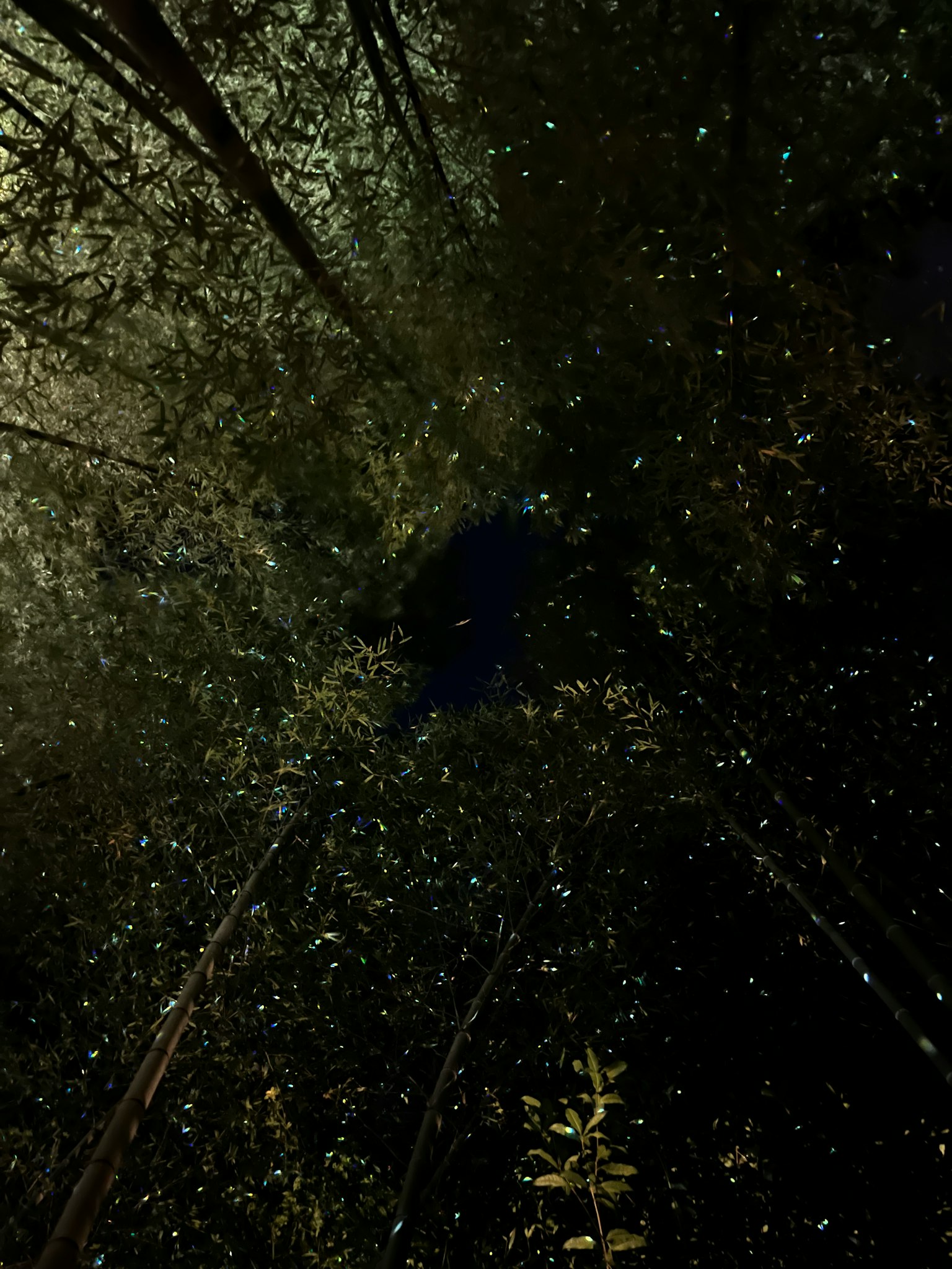 Immagine con punti di luce sparsi e ombre in una foresta buia