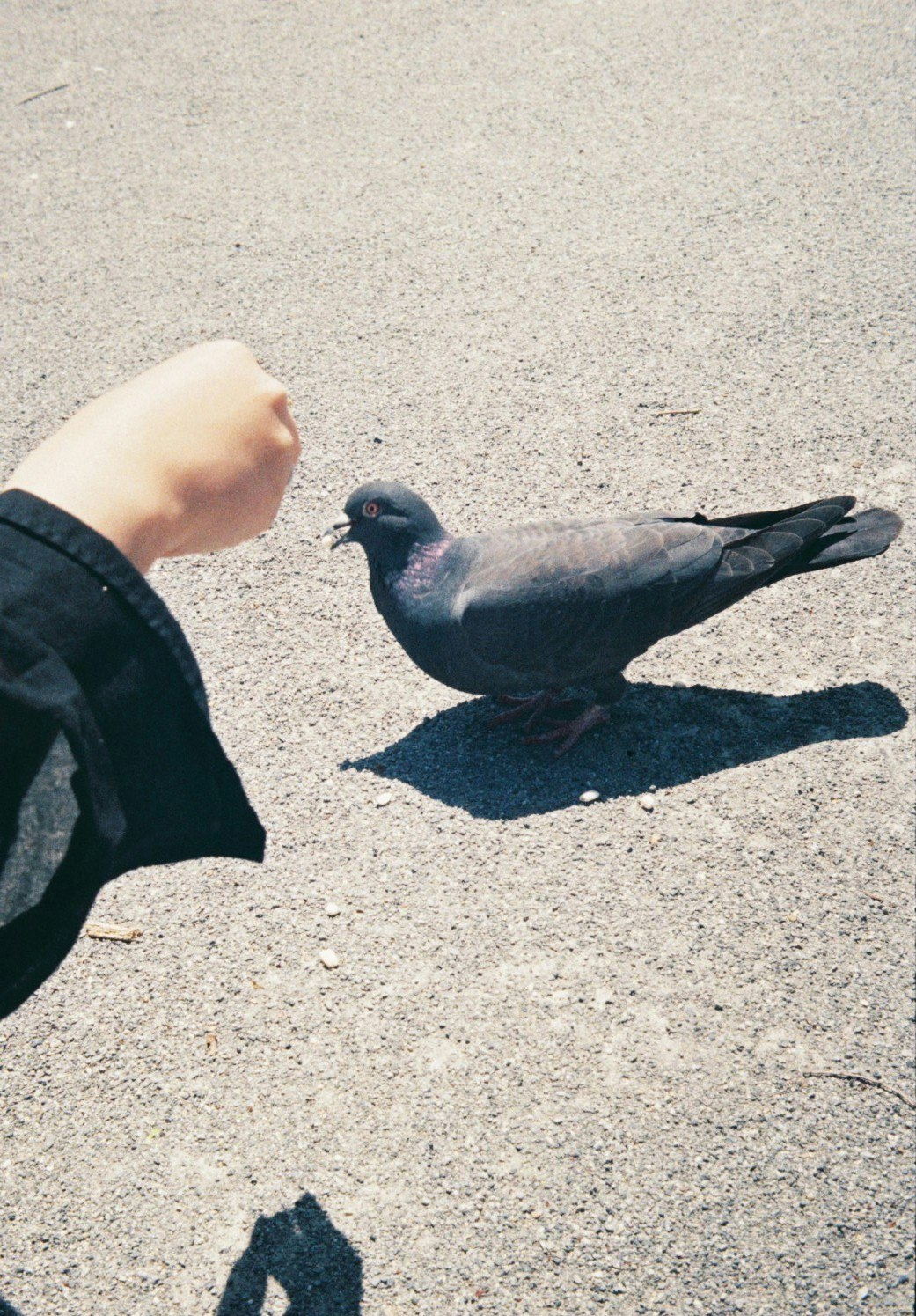 手を差し出す人と路上の鳩