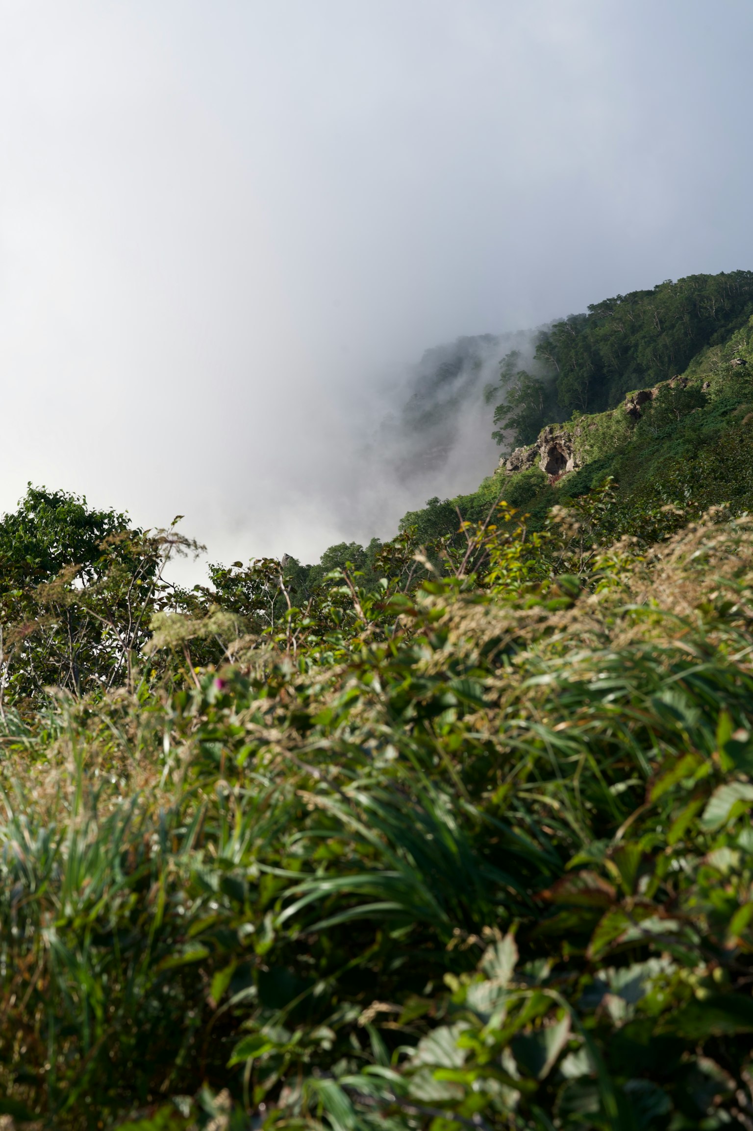 Paesaggio montano parzialmente oscurato dalla nebbia con vegetazione lussureggiante