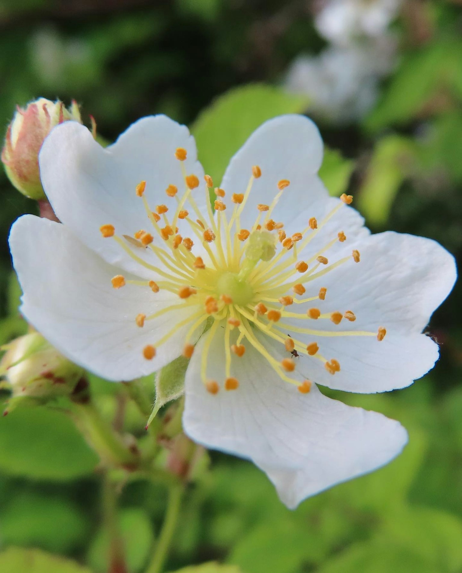 Nahaufnahme einer Blume mit weißen Blütenblättern und gelben Staubblättern