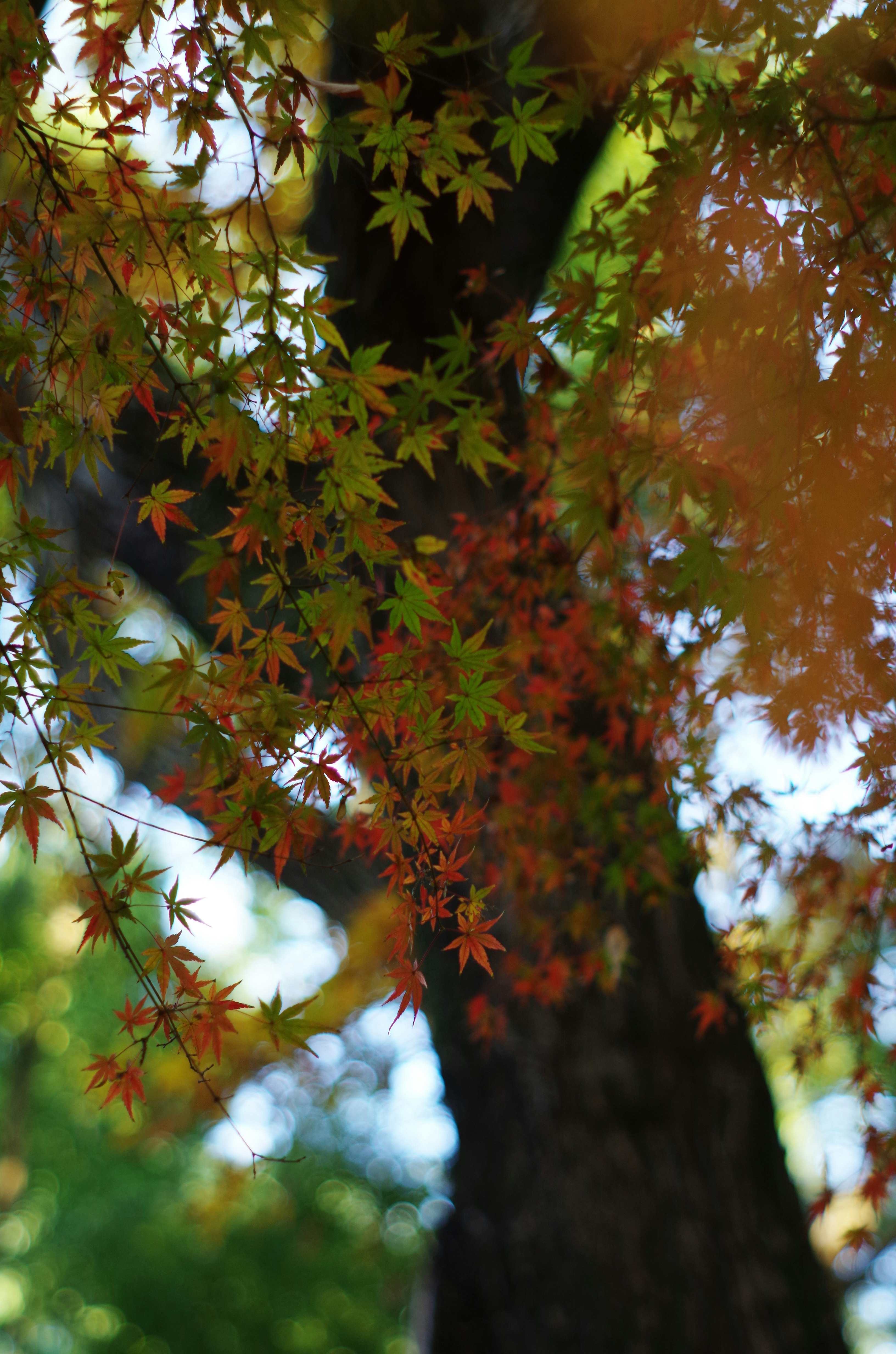 紅葉の葉が木の枝に広がる秋の木陰