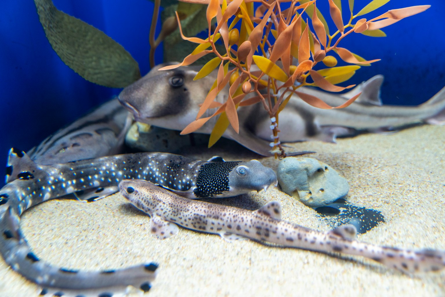 Scena di vari squali che nuotano sul fondo sabbioso di un acquario con alghe