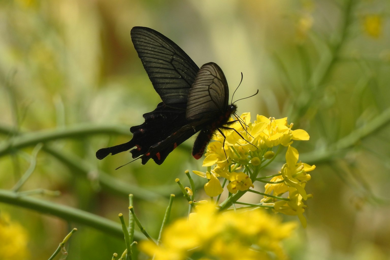 Schwarzer Schmetterling auf gelber Blume