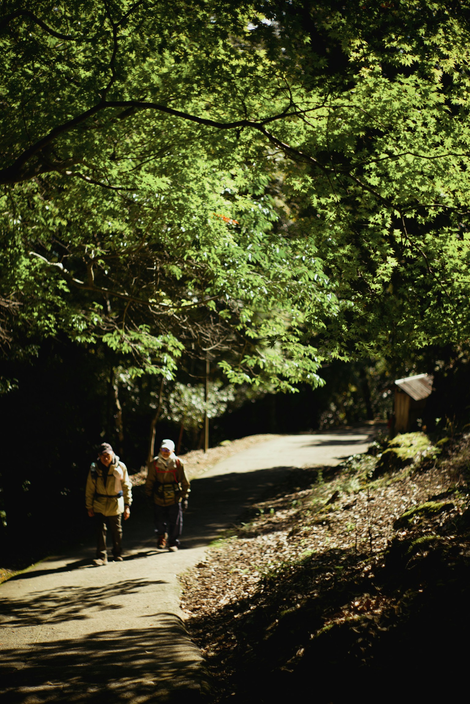 緑の木々に囲まれた小道を歩く二人のハイカー