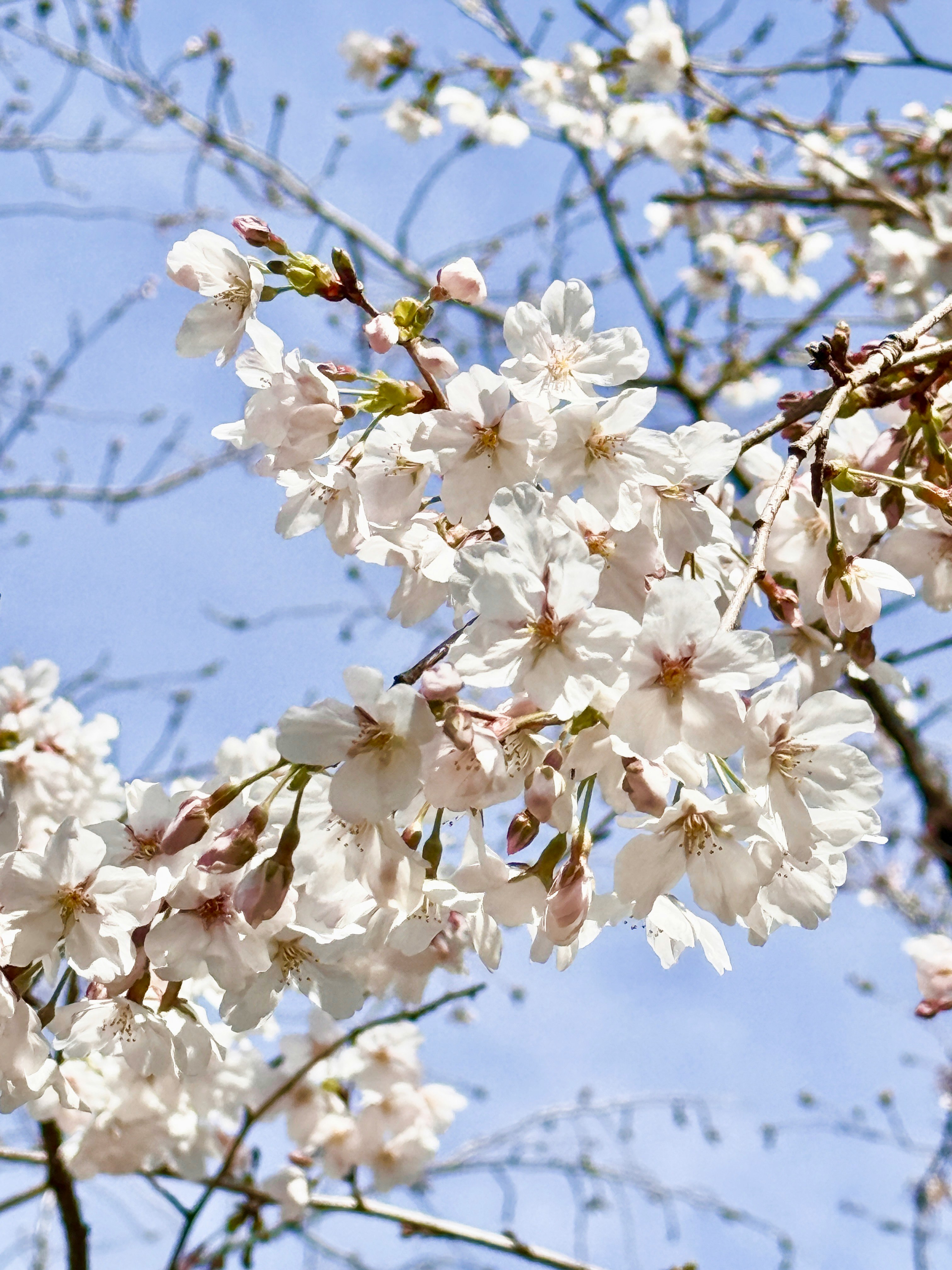 青空の下に咲く桜の花のクローズアップ