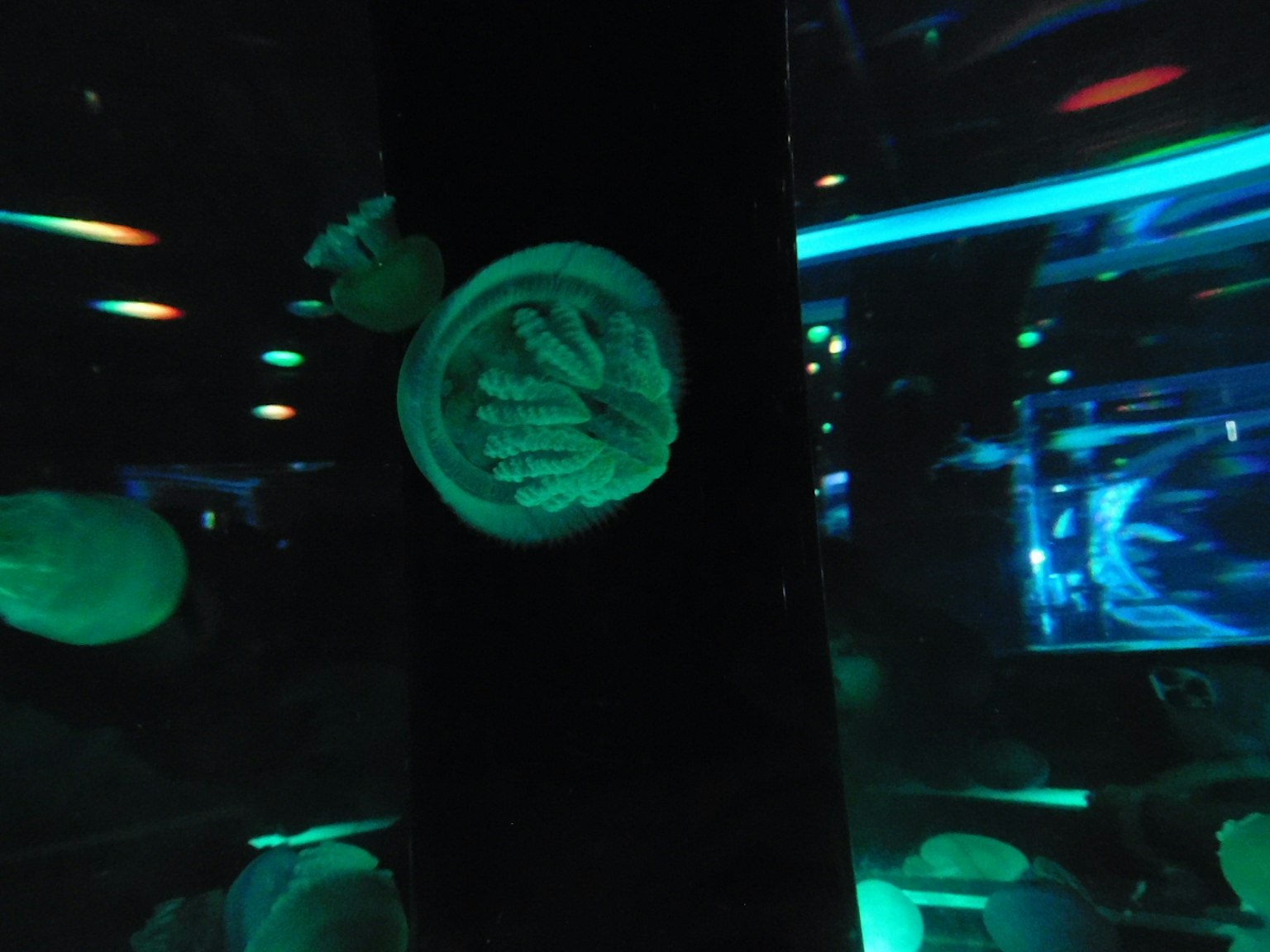 Méduses flottant dans un aquarium illuminé par une lumière bleue