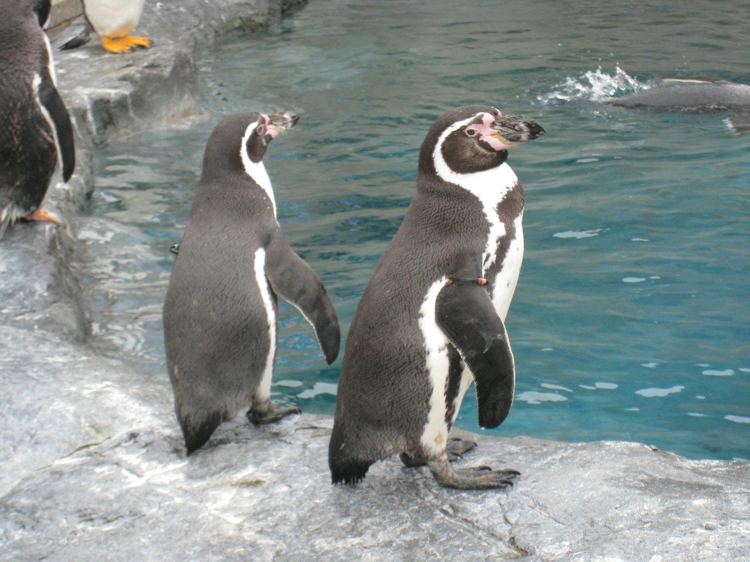 Dos pingüinos de pie junto al agua