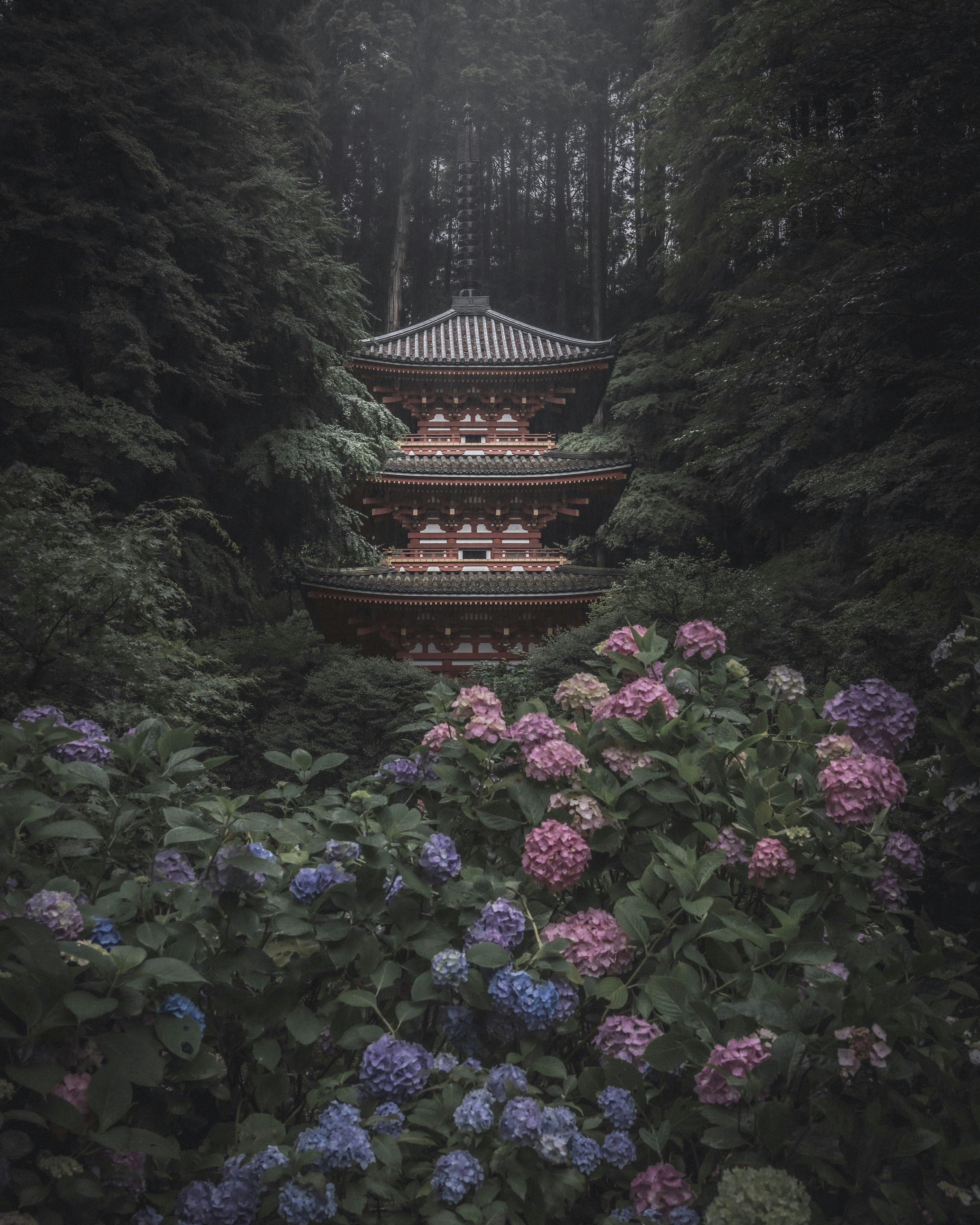 森に囲まれた紫陽花と朱色の寺院の多層塔画像