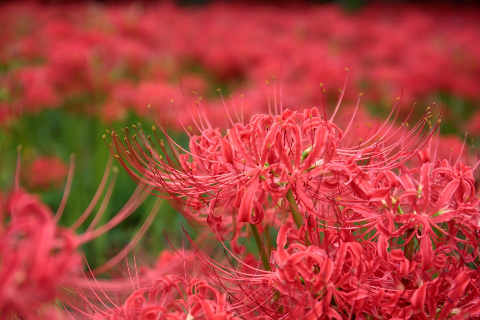 Paysage magnifique de lys araignées rouges en grappes