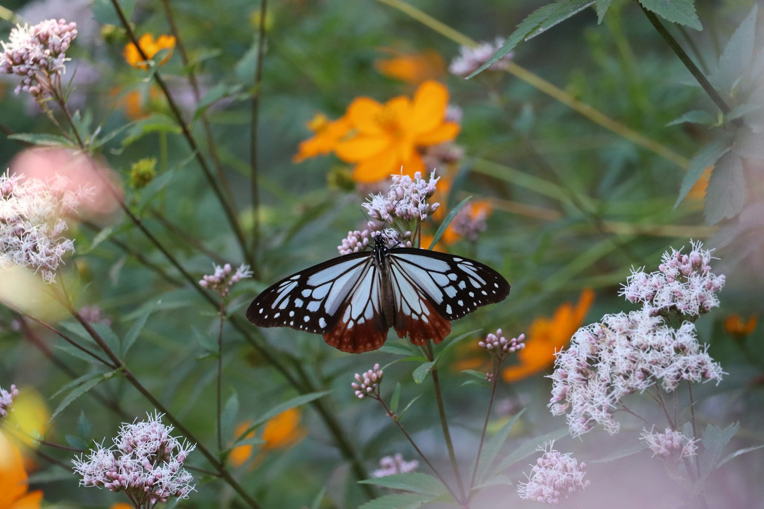 A butterfly perched among colorful flowers with orange and white blossoms in the background