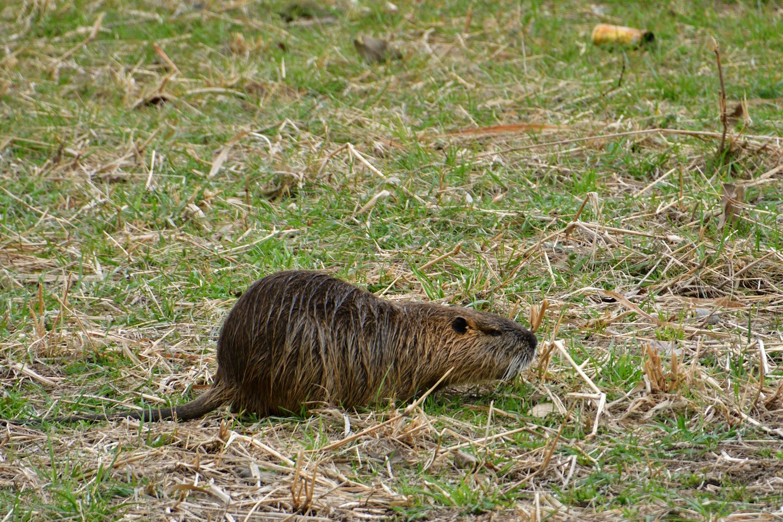 Nutria yang bergerak di atas tanah berumput