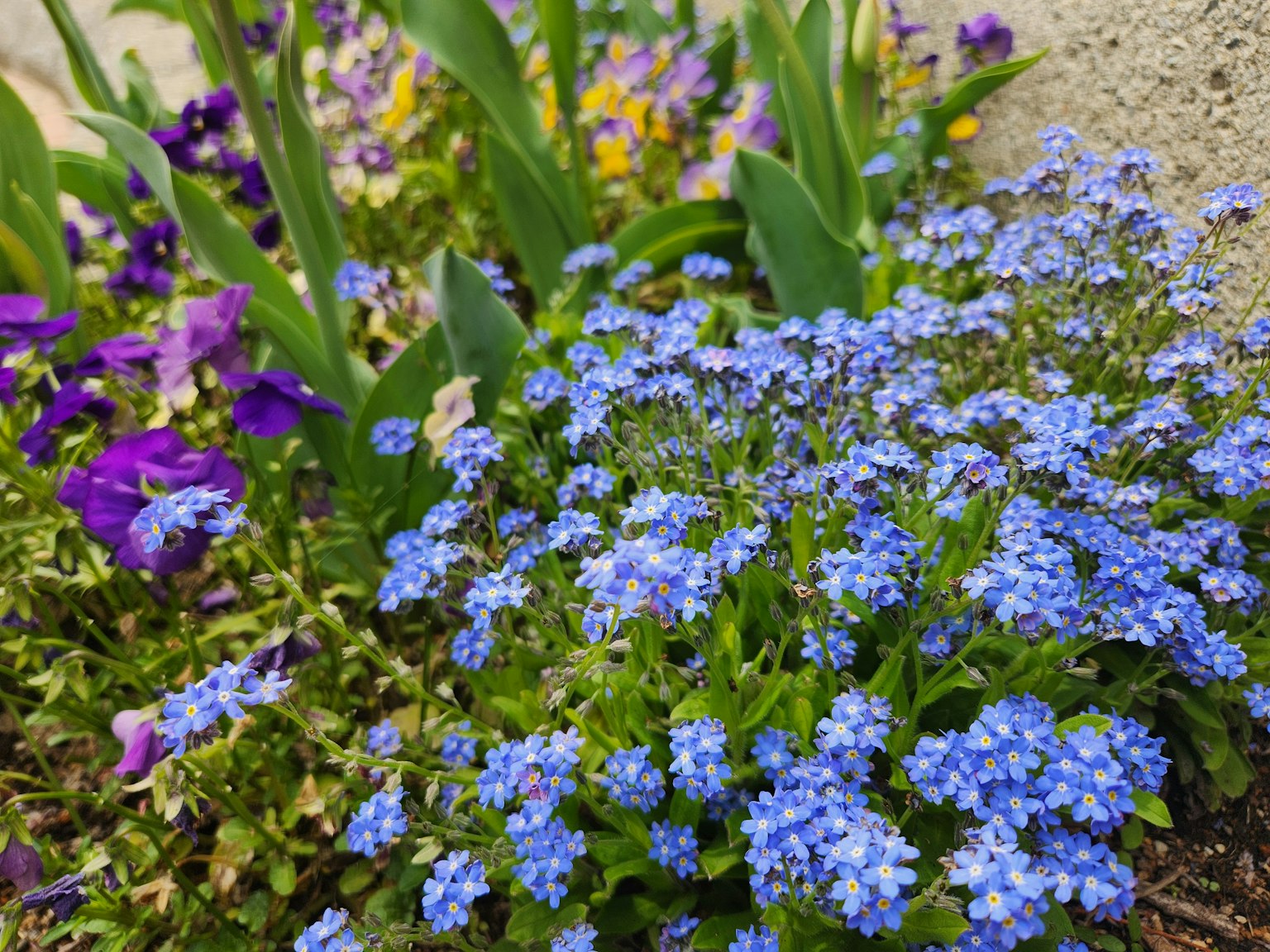 Cluster of blue flowers with purple flowers in a garden