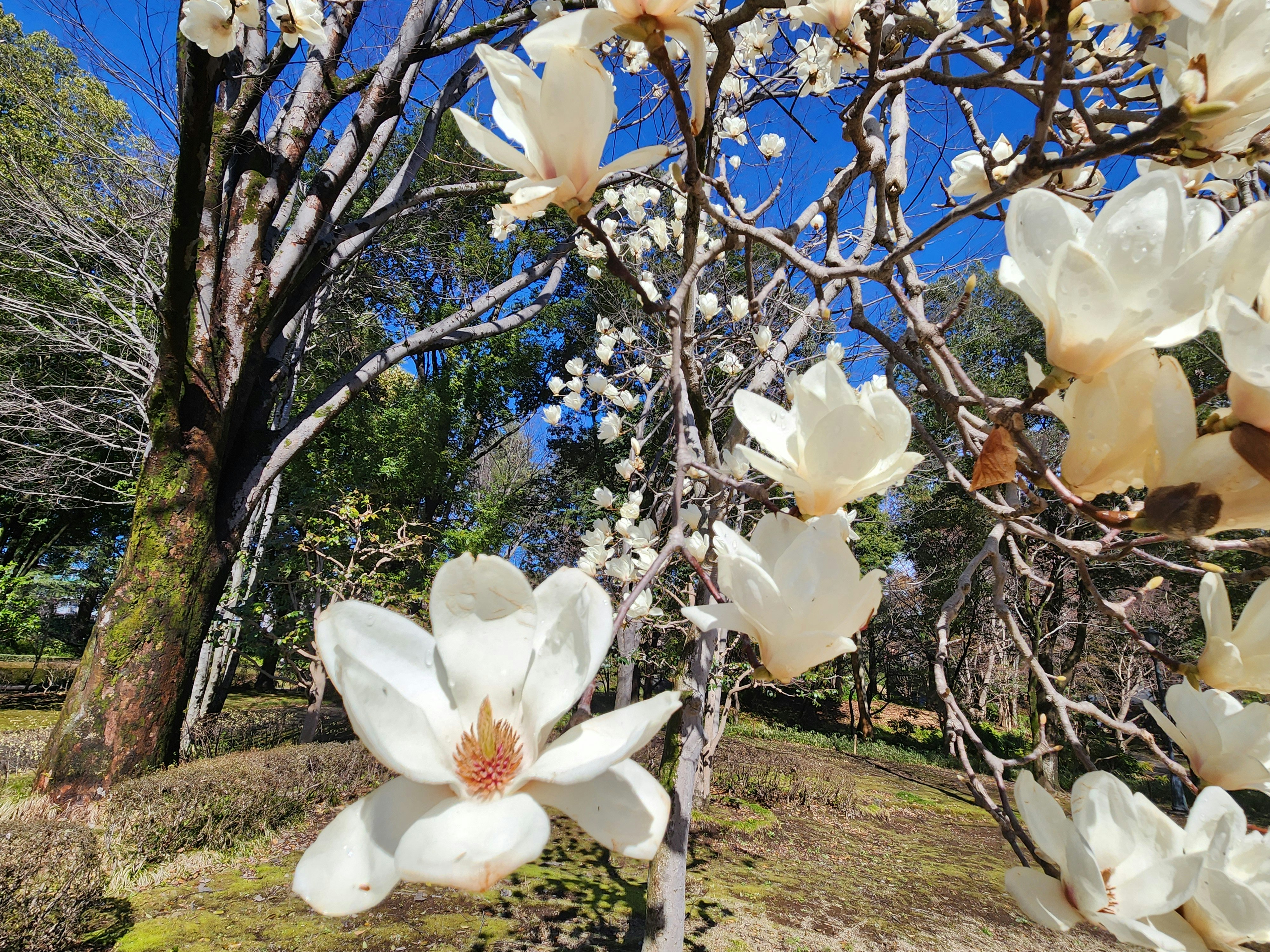 春季花园里白色木兰花与树木