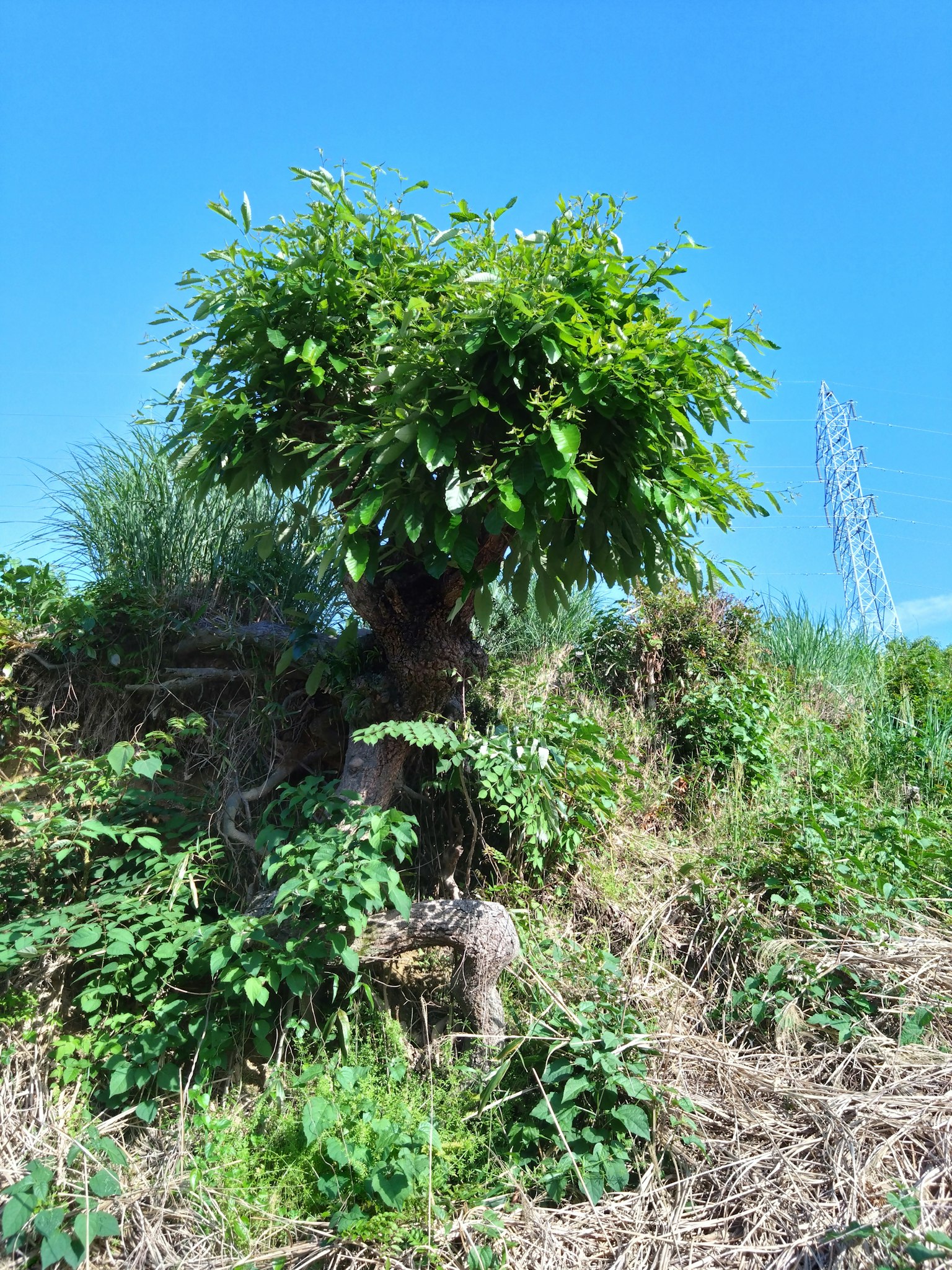 Un árbol verde en un terreno cubierto de hierba rodeado de varias plantas