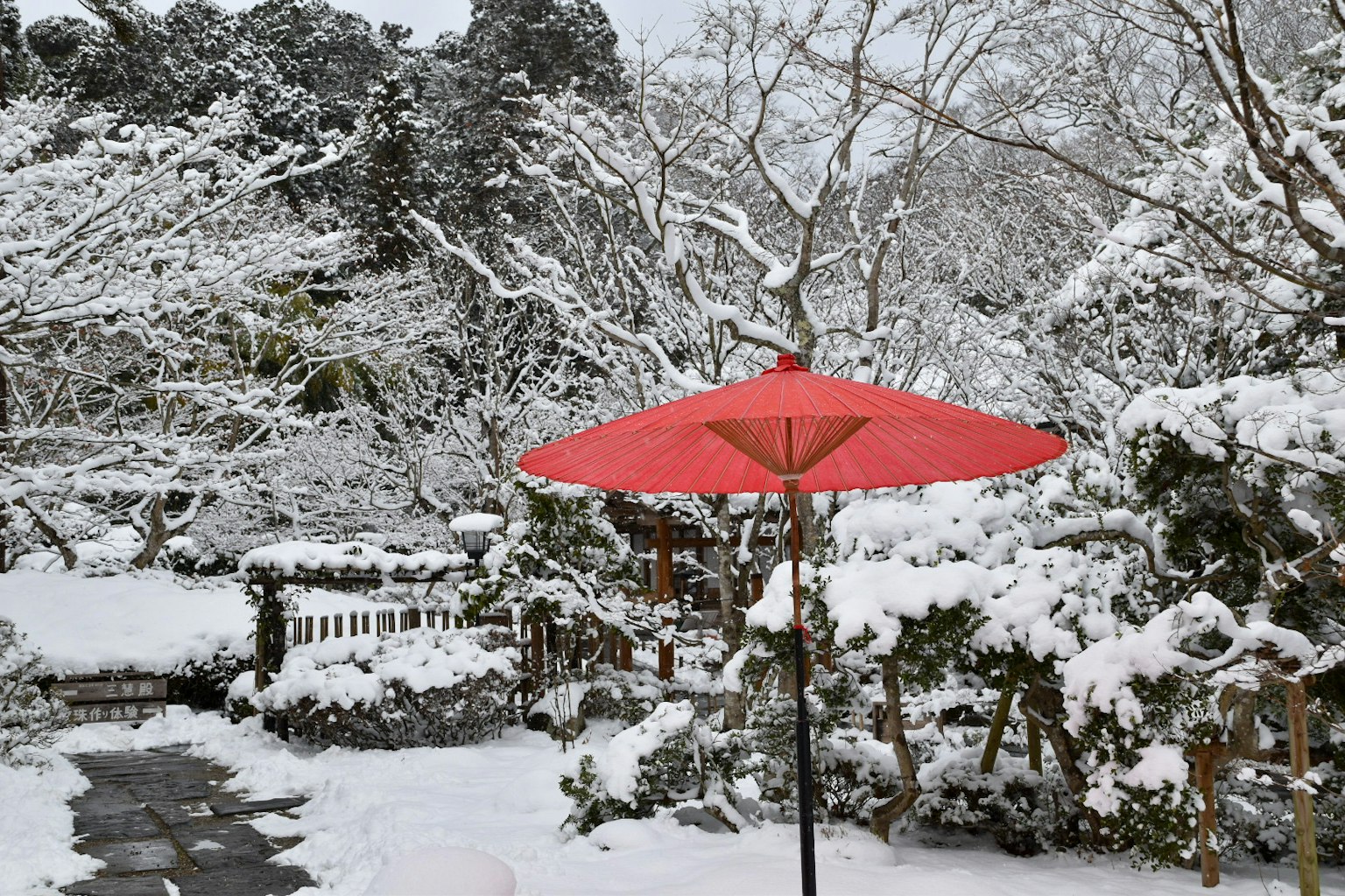 雪覆的花园里红伞和树木的景色