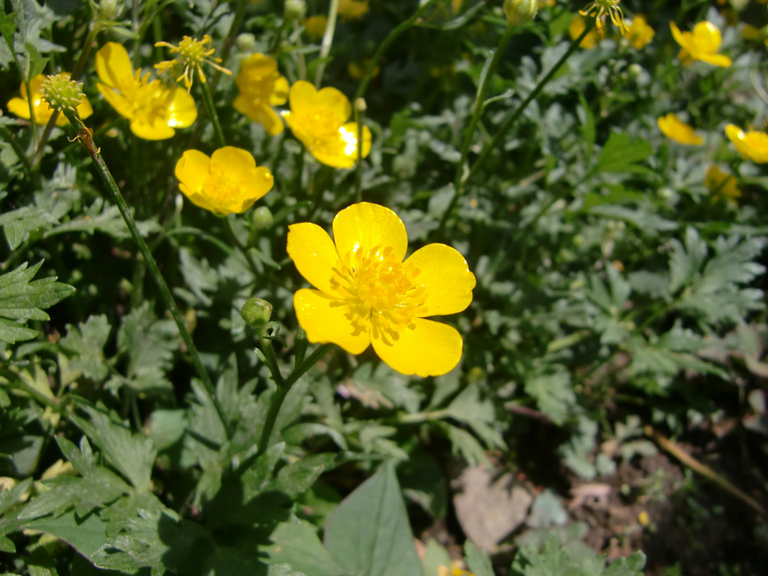 Fleurs de bouton d'or jaunes vives fleurissant dans un champ herbeux