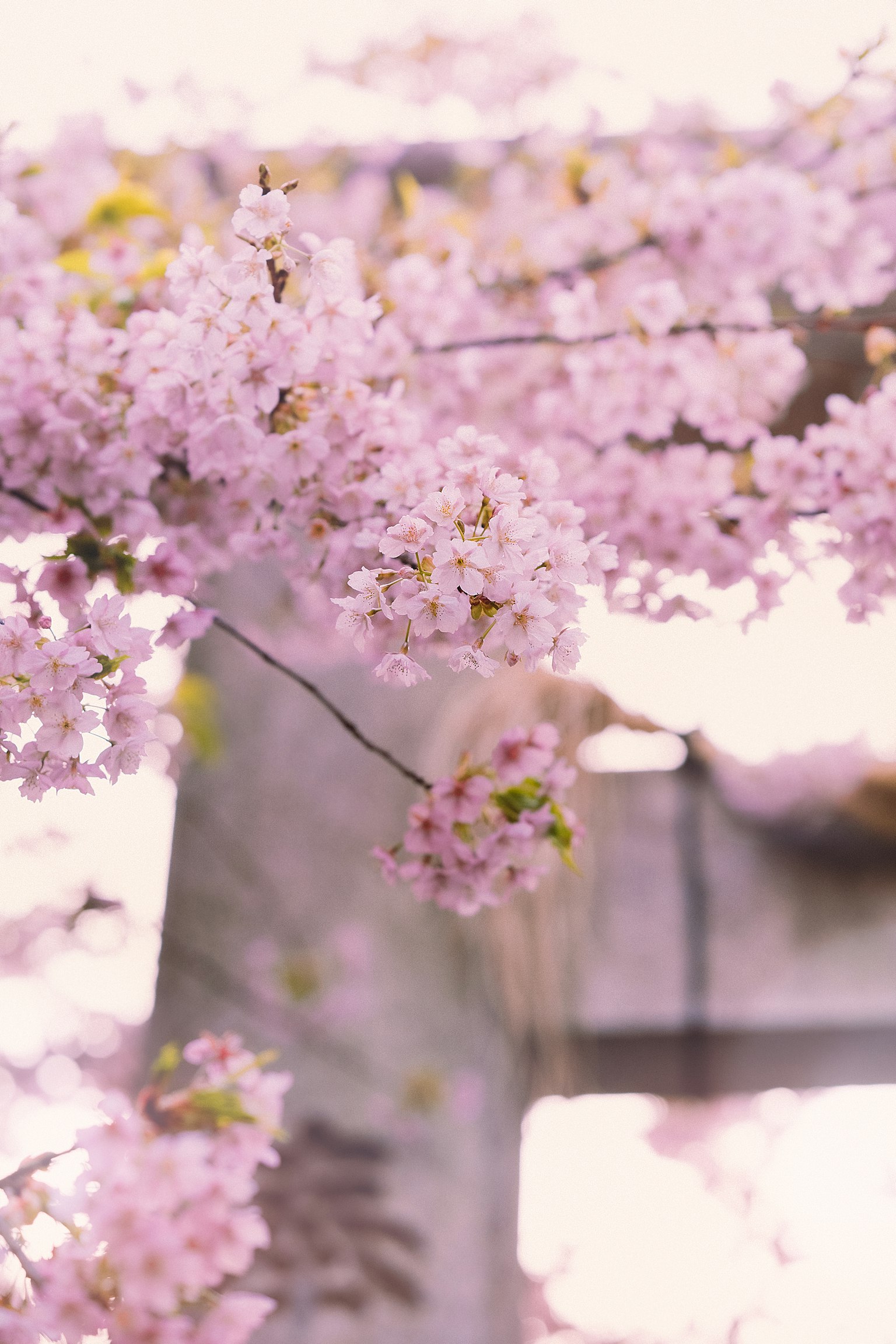 Cận cảnh cành hoa anh đào với cổng torii ở nền