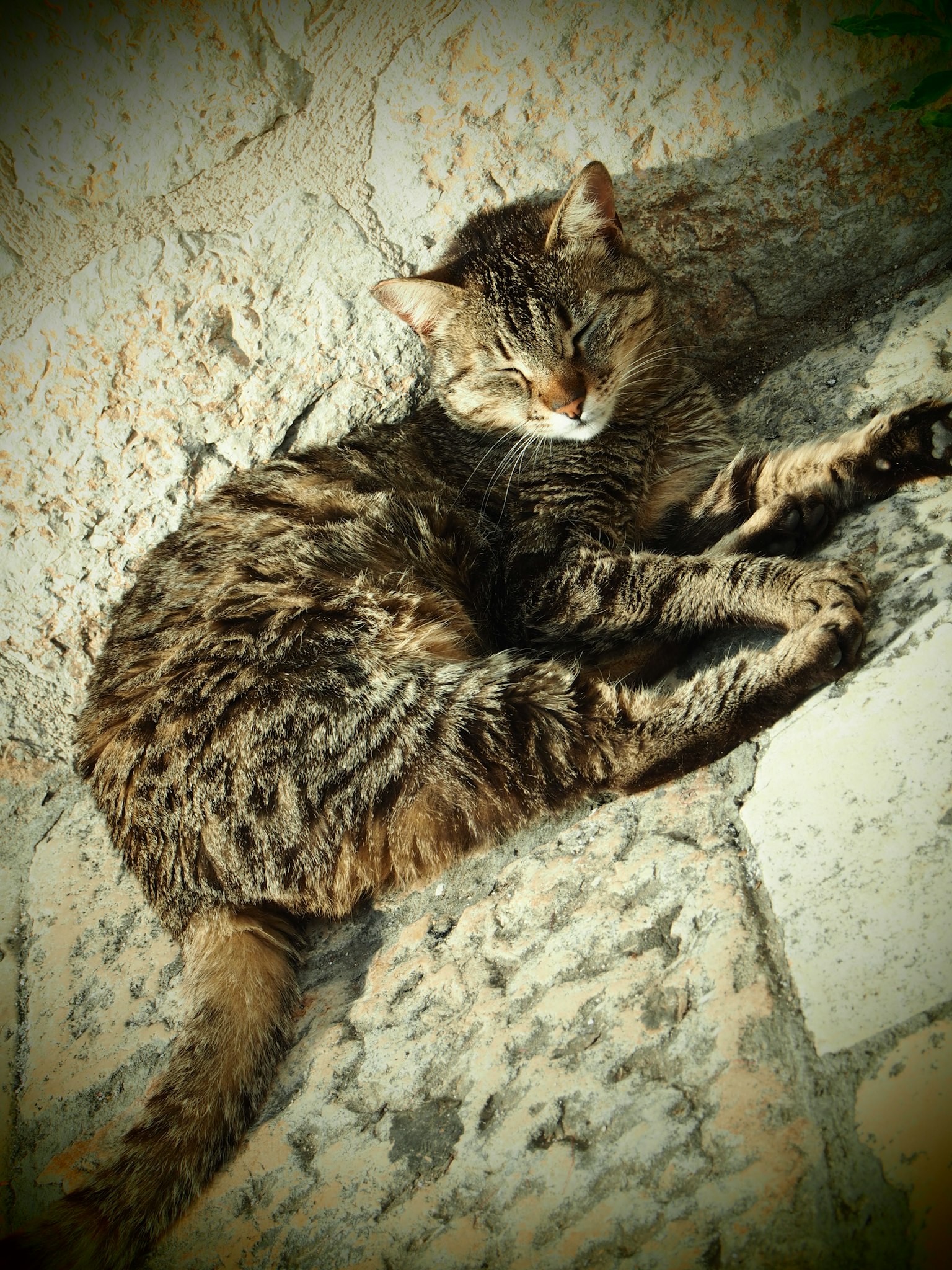A cat lounging on a stone surface