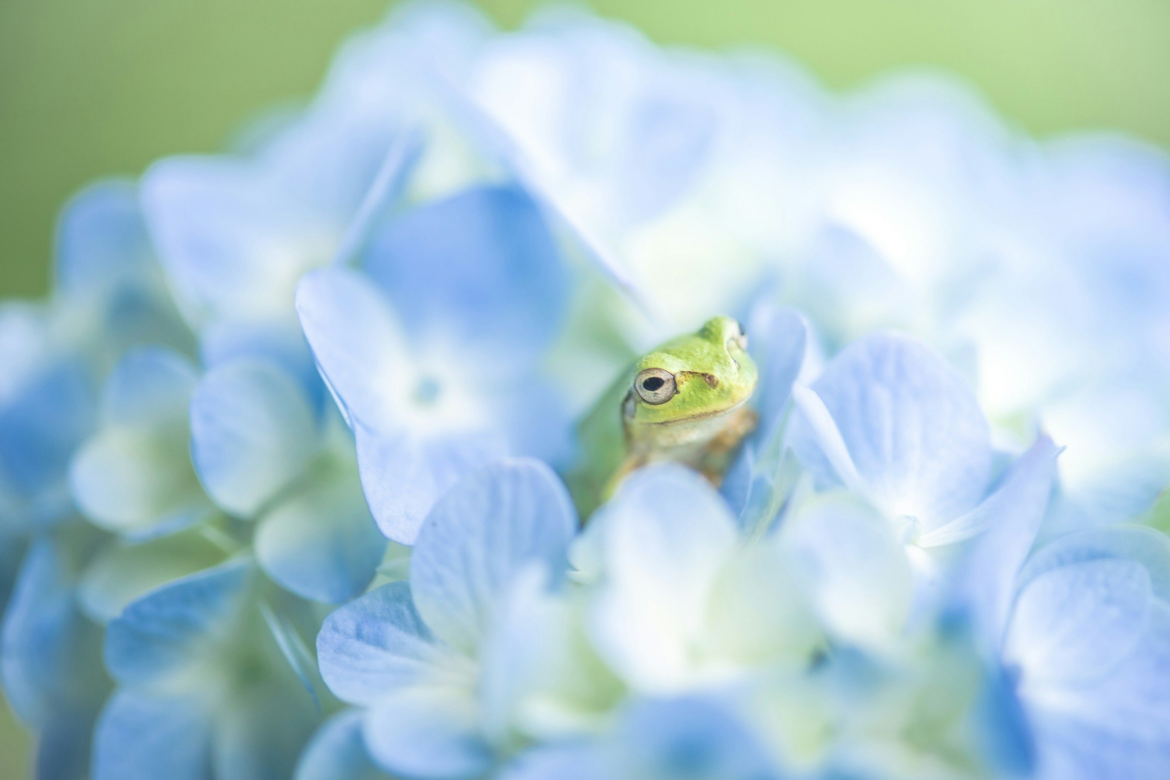 Una pequeña rana entre pétalos azules imagen