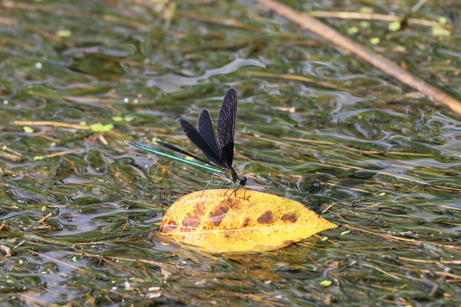 Libellule noire perchée sur une feuille jaune flottant sur l'eau