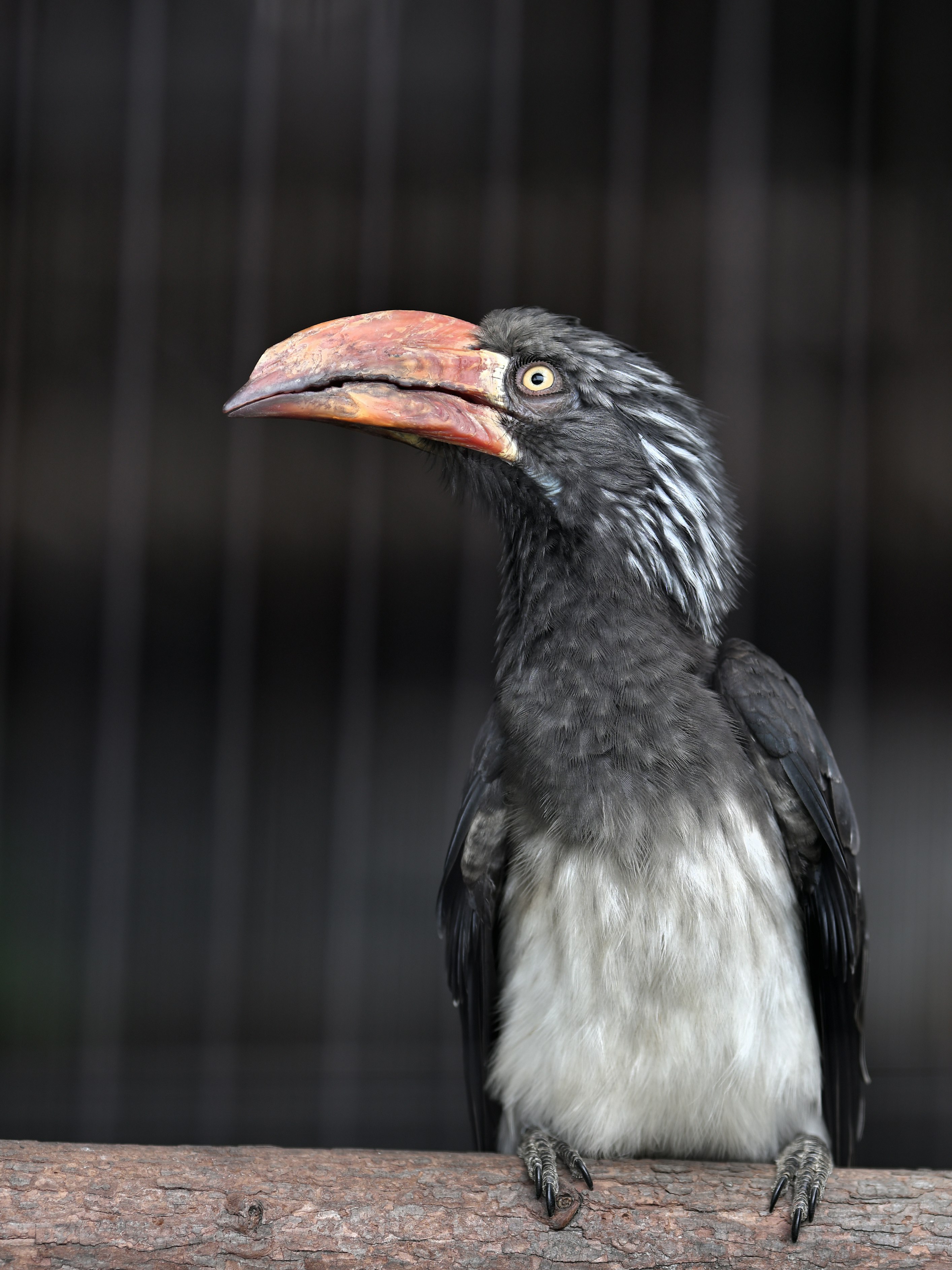 木の台にとまる灰色の鳥の横顔