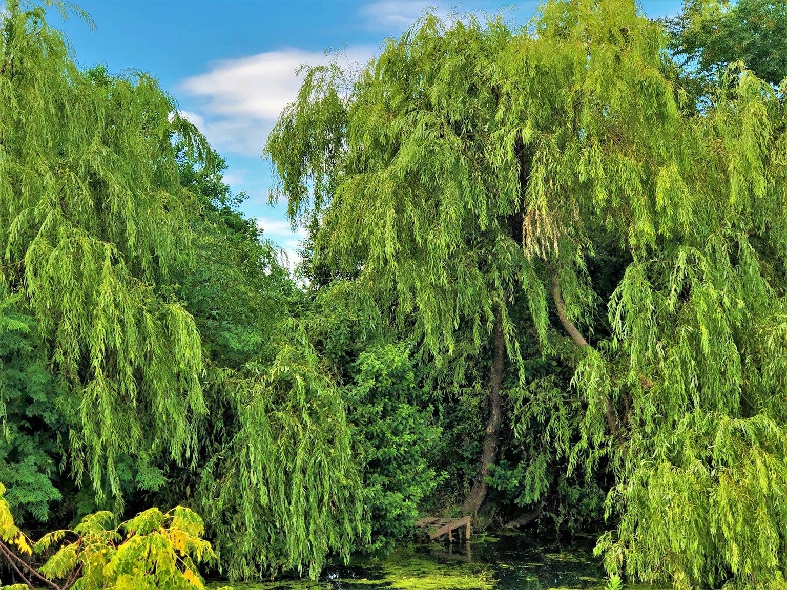 Des saules verts luxuriants entourant une zone d'eau tranquille sous un ciel bleu