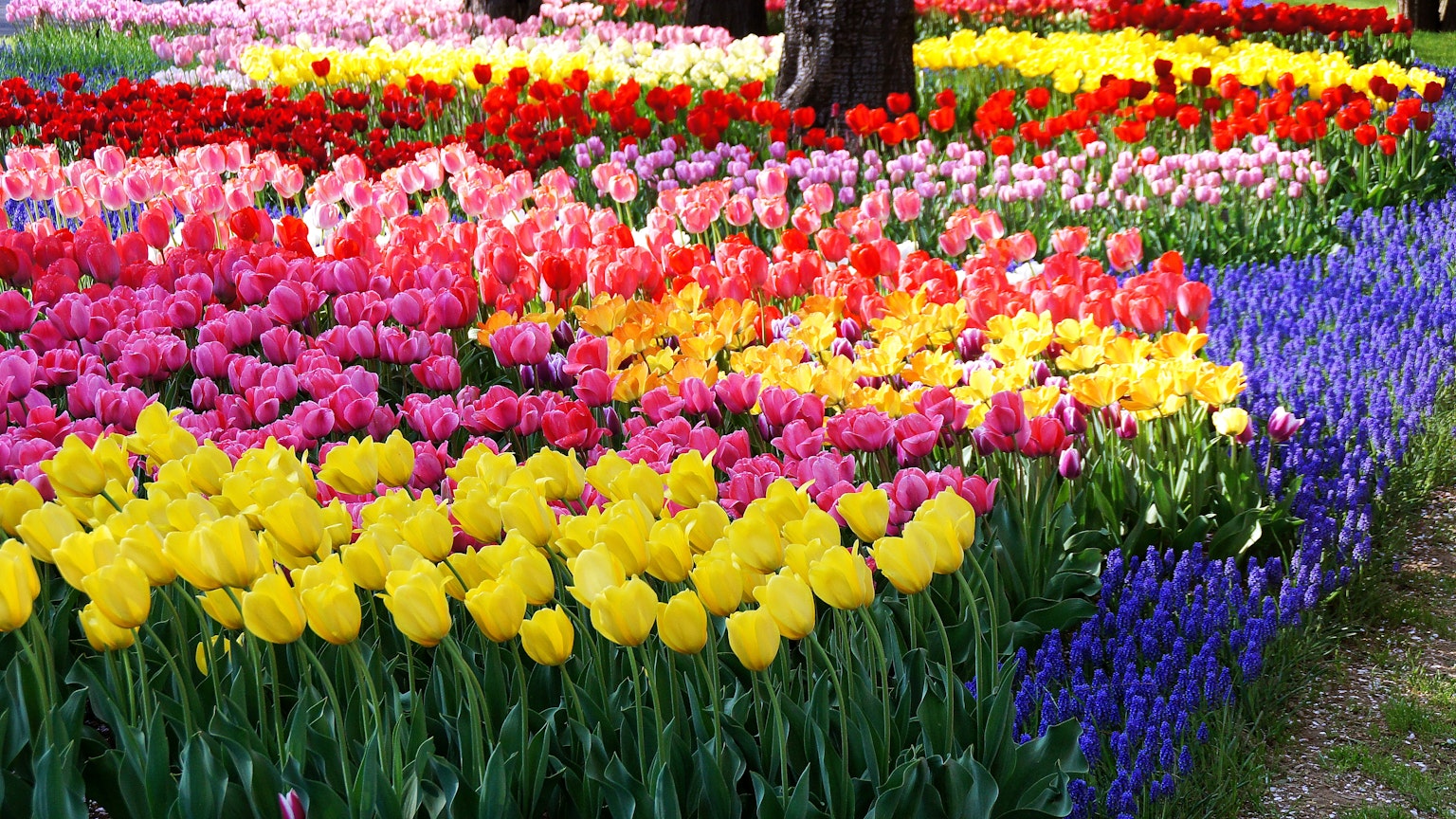 Cánh đồng hoa tulip nhiều màu sắc với nhiều loại hoa