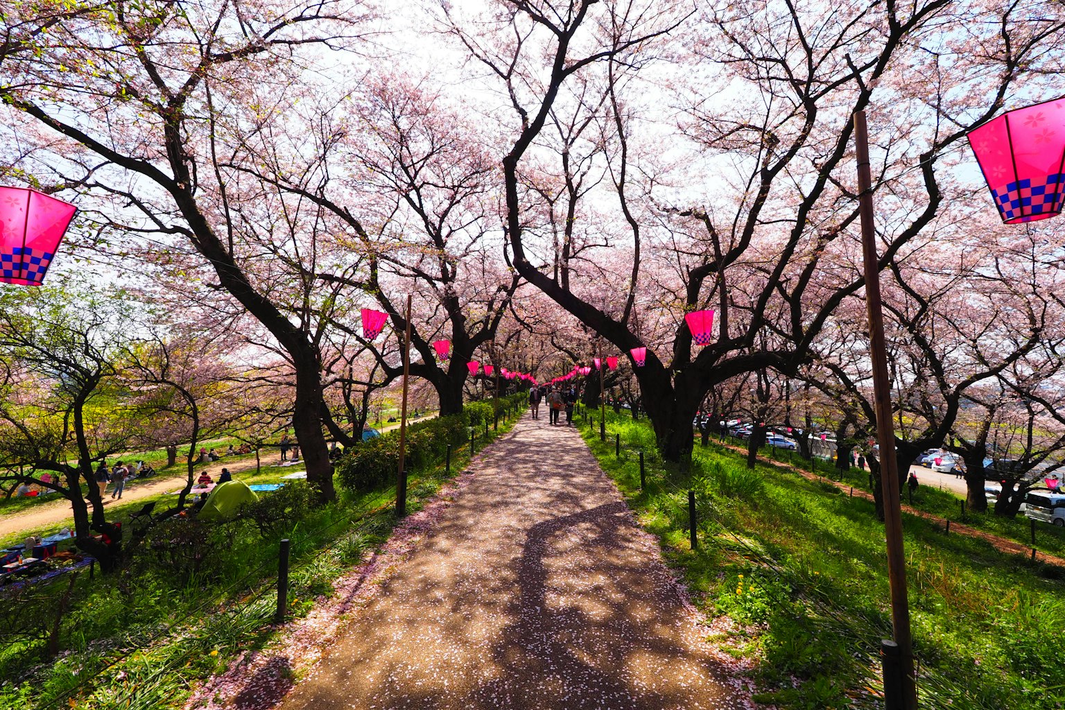 Allée bordée d'arbres en fleurs et de lanternes roses