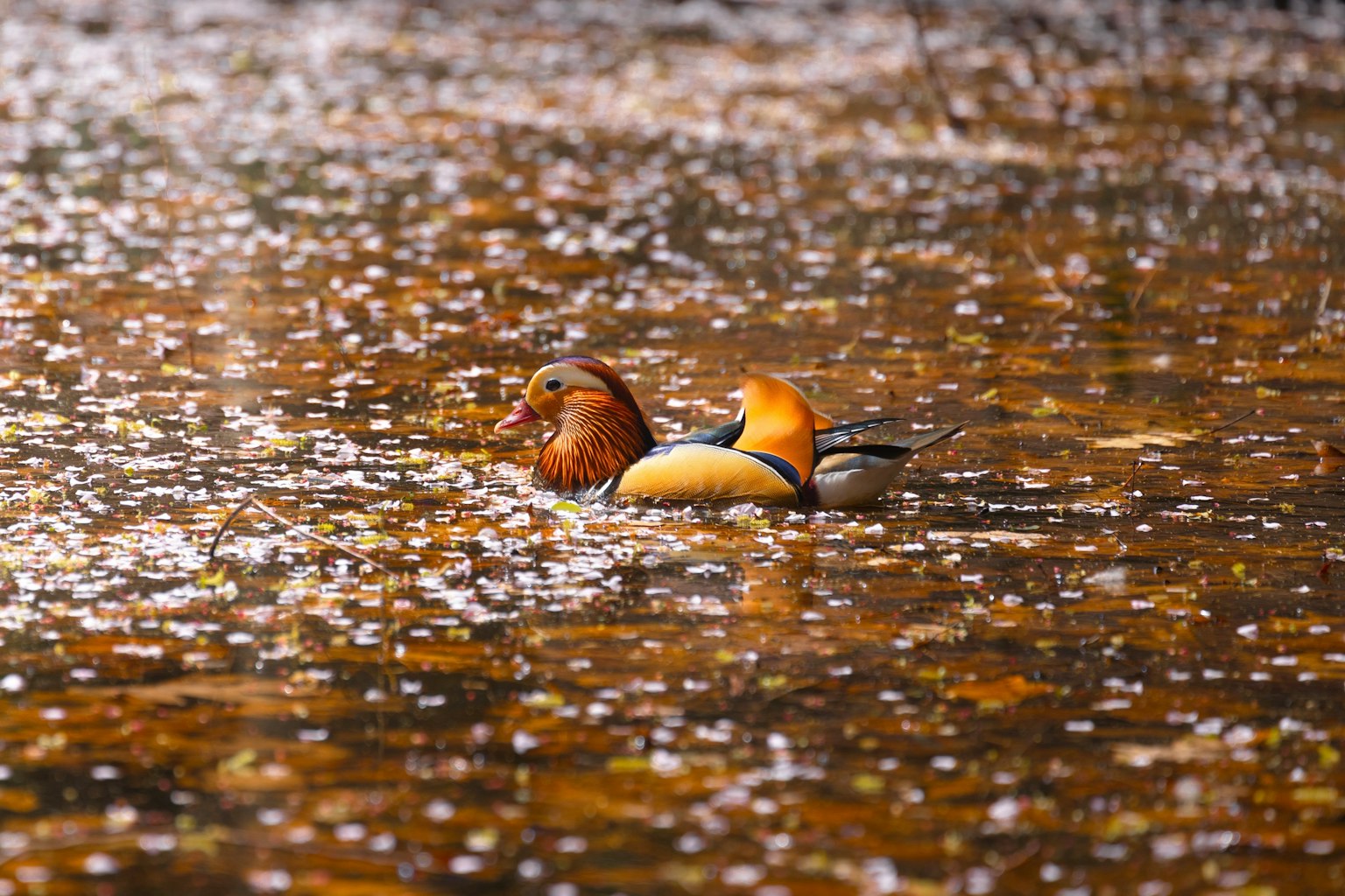 Dos aves flotando en el agua con pétalos
