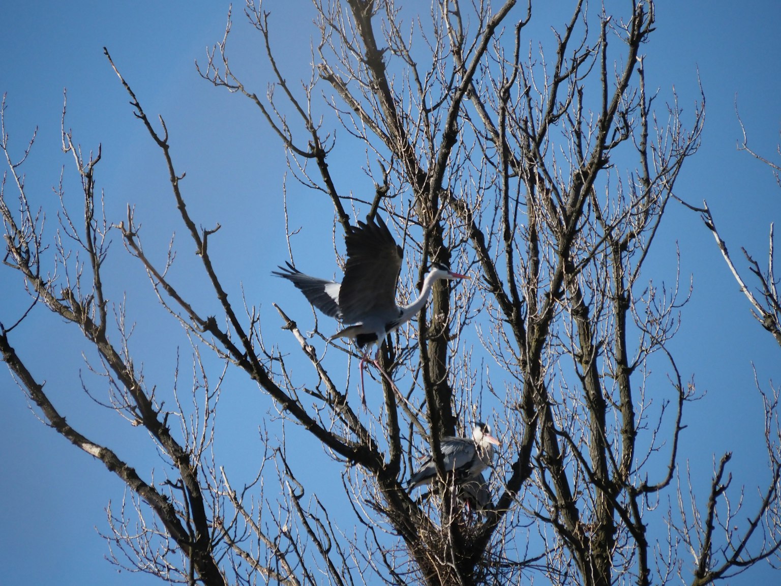 Kranich fliegt von einem kahlen Baum vor blauem Himmel